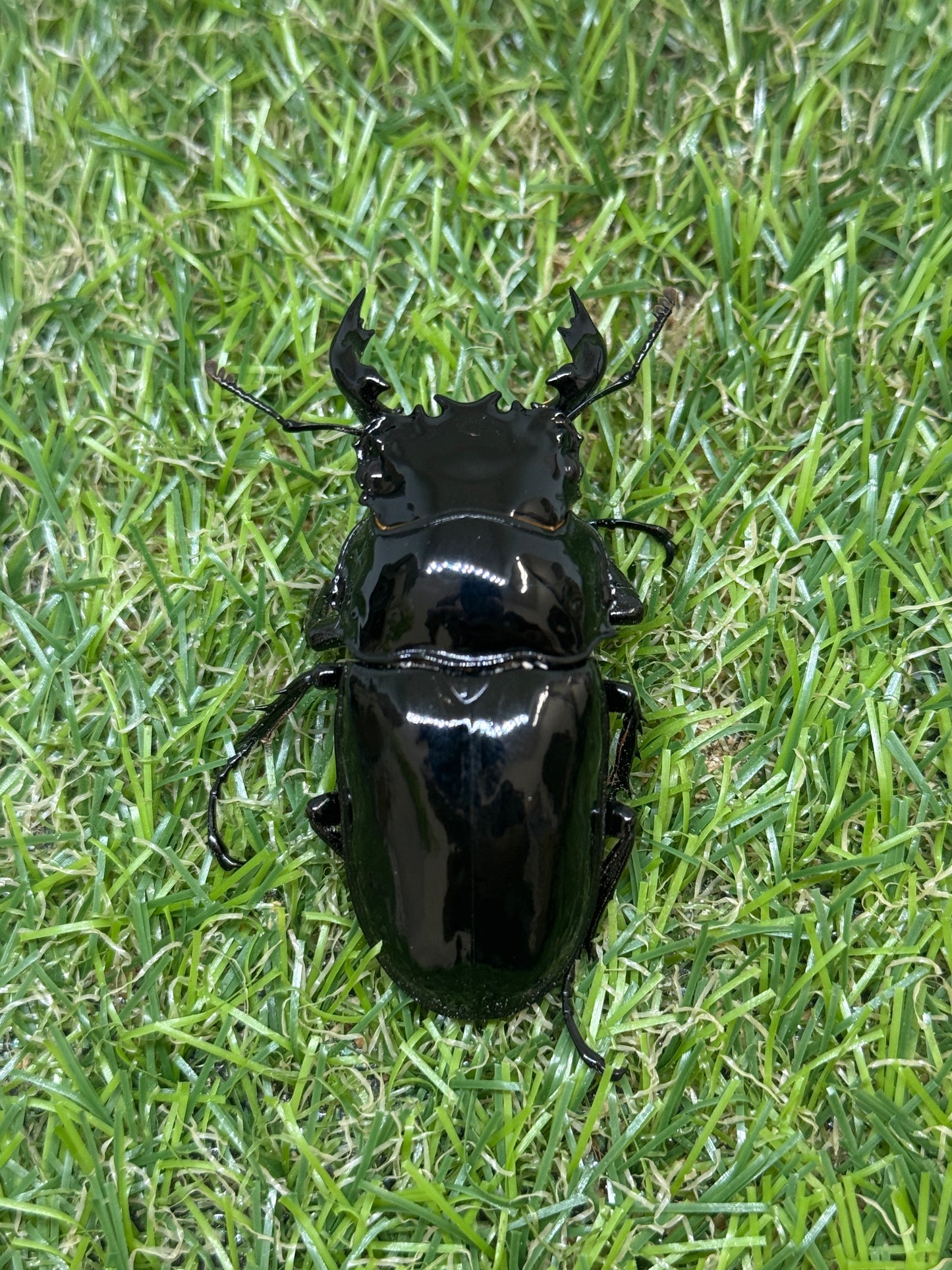 タランドゥスオオツヤクワガタ　♂59.5mm成虫ペア