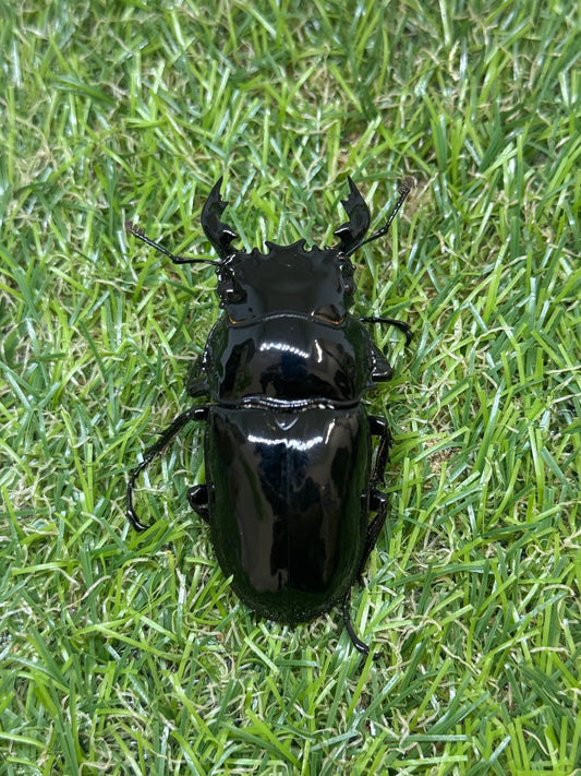 タランドゥスオオツヤクワガタ　♂59.5mm成虫ペア