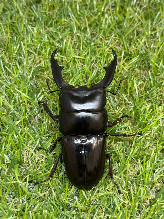 ダエダリオンヒラタクワガタ　♂67.8mm成虫ペア