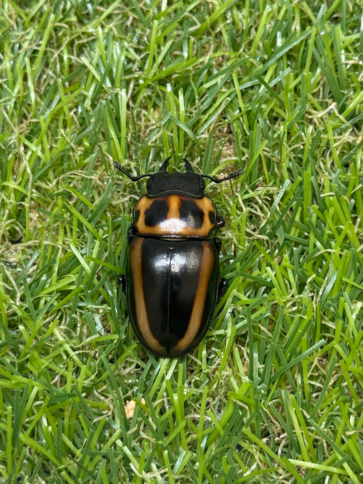メンガタメリークワガタ　♂50mm成虫ペア