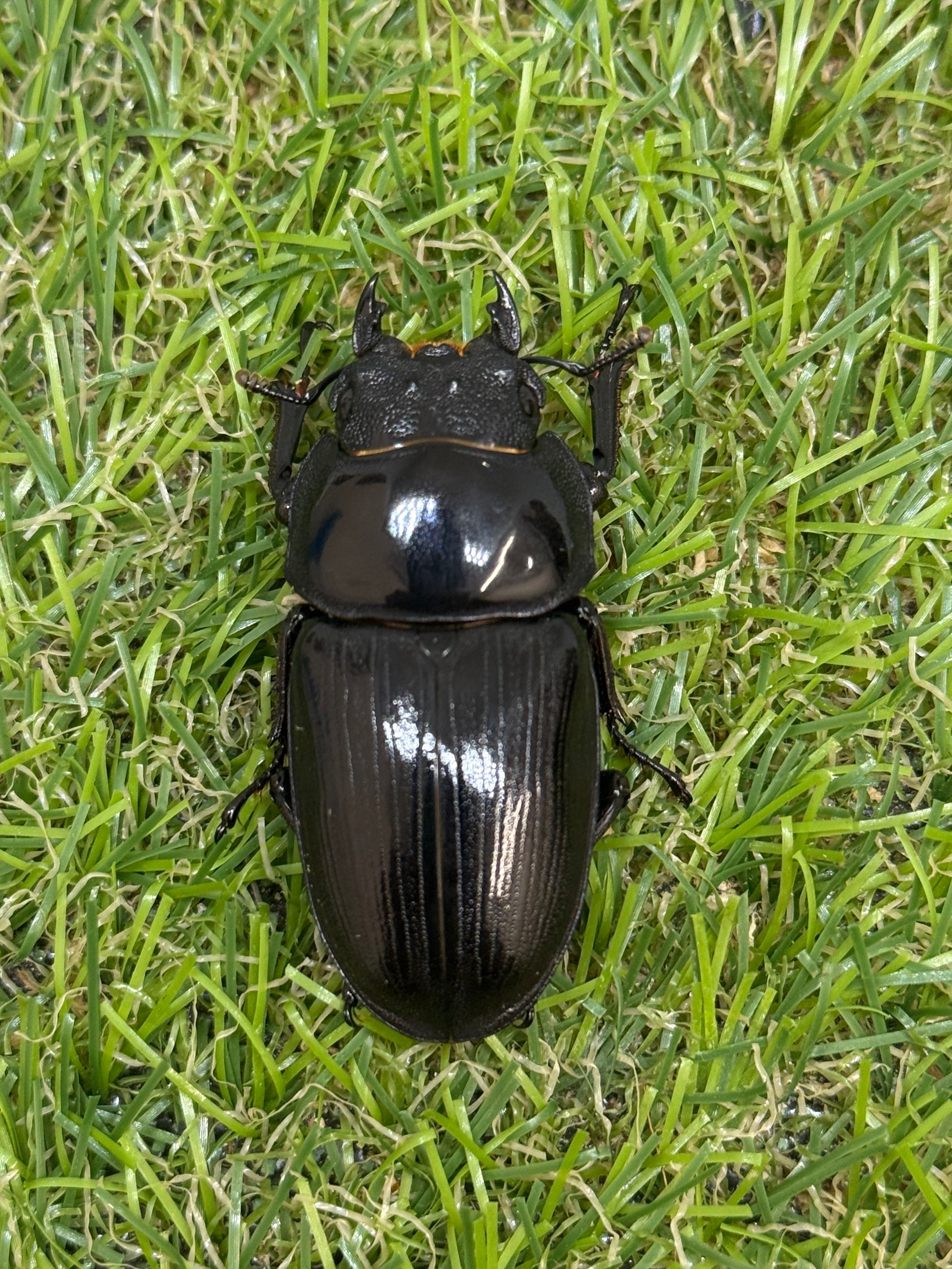 オオクワガタ(青森県産) ♂70mm成虫ペア – 昆虫ショップNexus