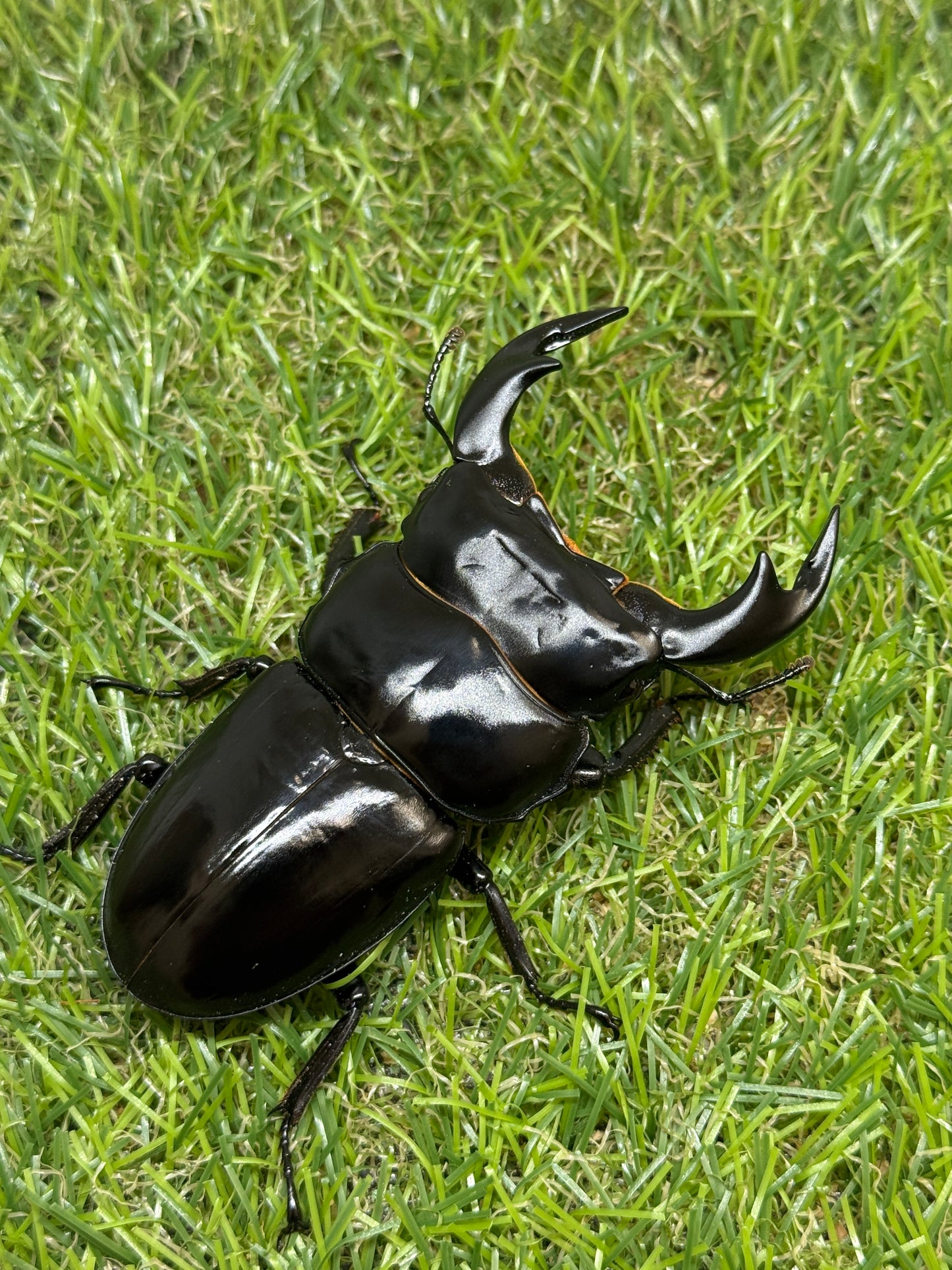 インドアンタエウスオオクワガタ　♂82mm単品