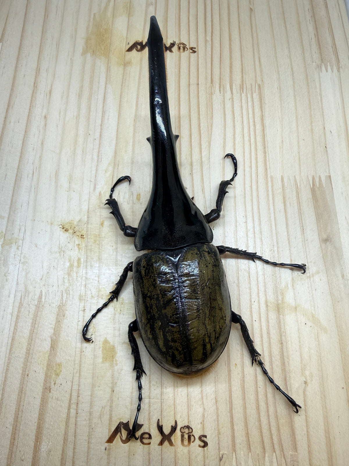 DH･ヘラクレス(大型血統)　♂163mm単品