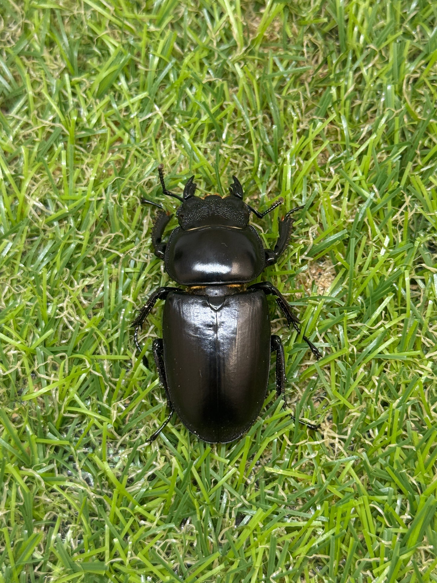 インドアンタエウスオオクワガタ　♂76mm成虫ペア