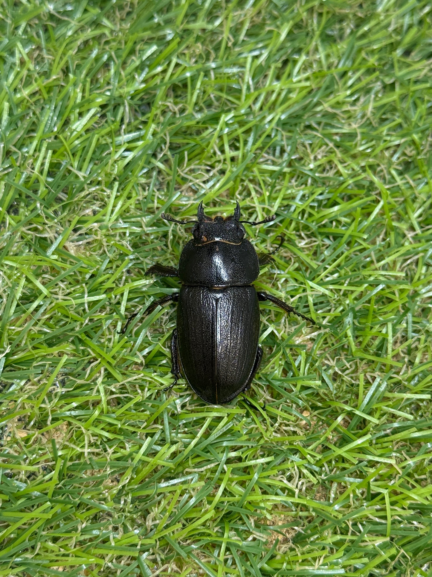アマミノコギリクワガタ ♂65.8mm成虫ペア