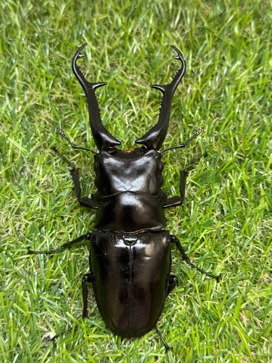 ギラファノコギリクワガタ原名亜種　♂102.6mm成虫ペア