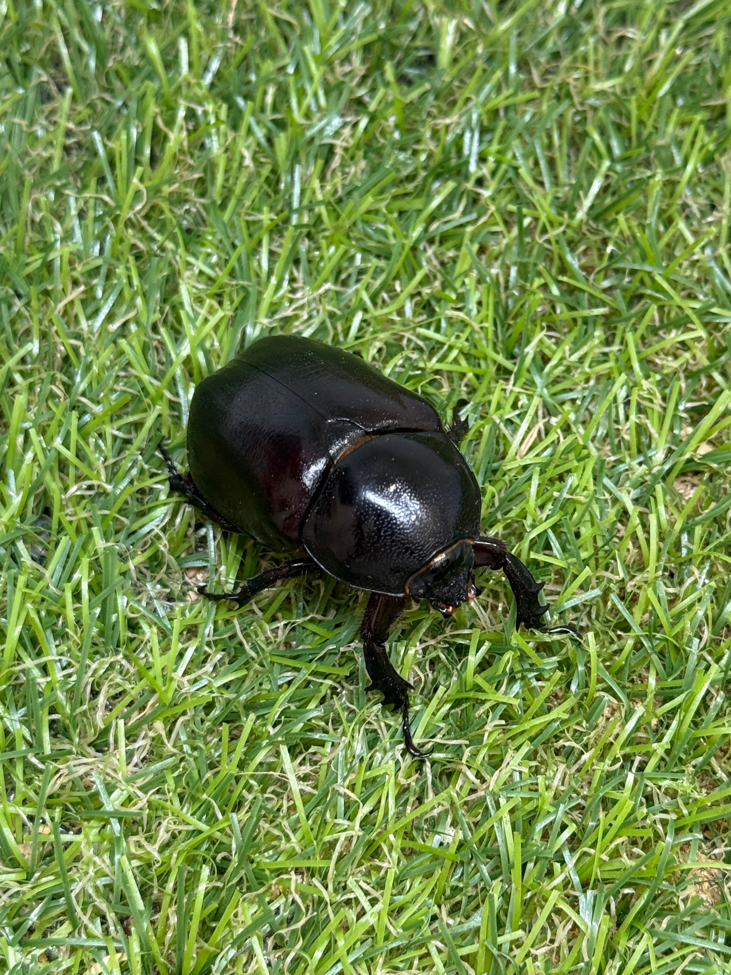 エンドウゴホンヅノカブト　♂49mm成虫ペア