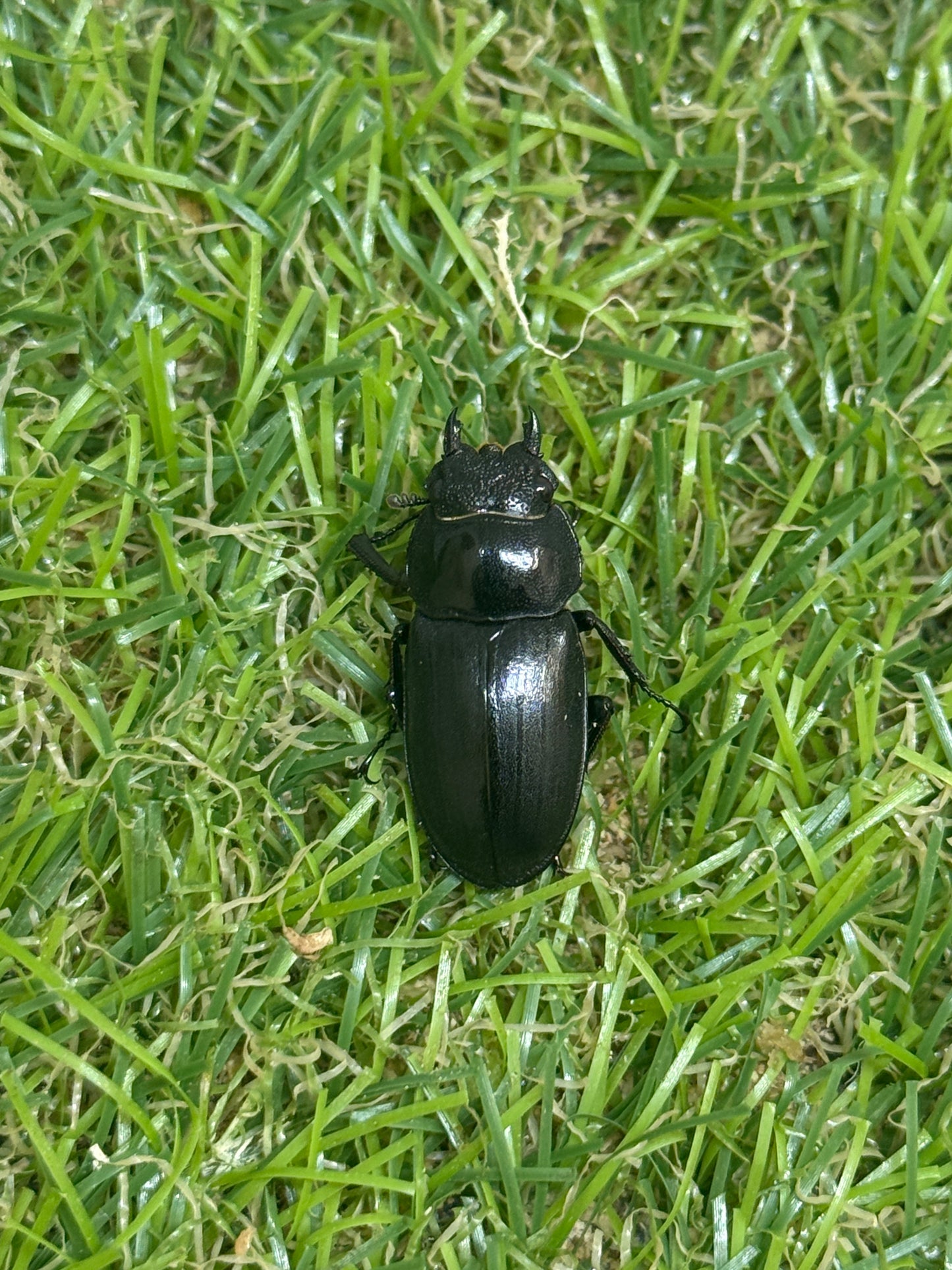 アマミシカクワガタ　♀freeサイズ単品