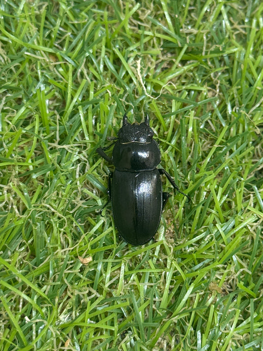 アマミシカクワガタ　♀freeサイズ単品