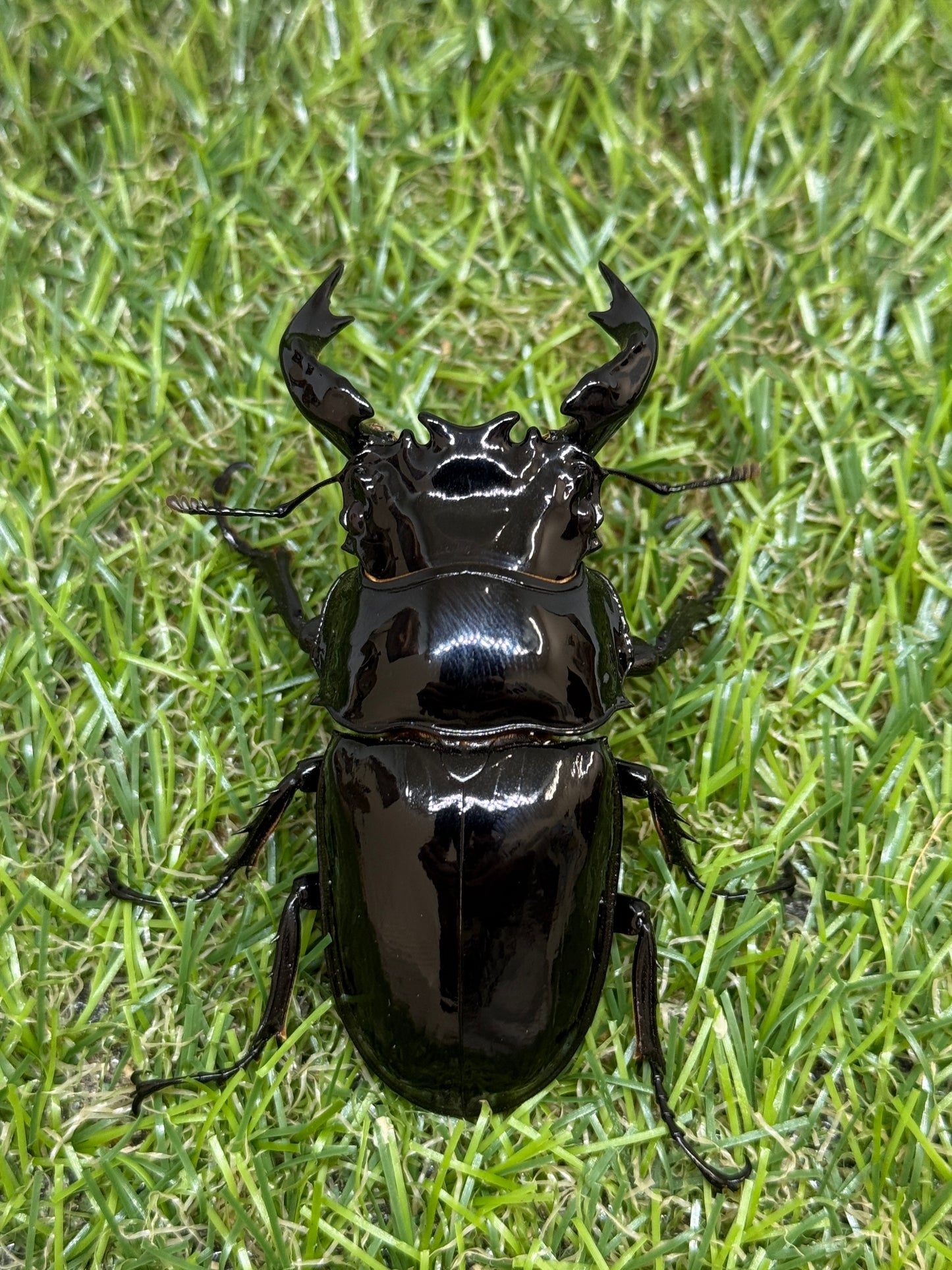 タランドゥスオオツヤクワガタ　♂70mm成虫ペア