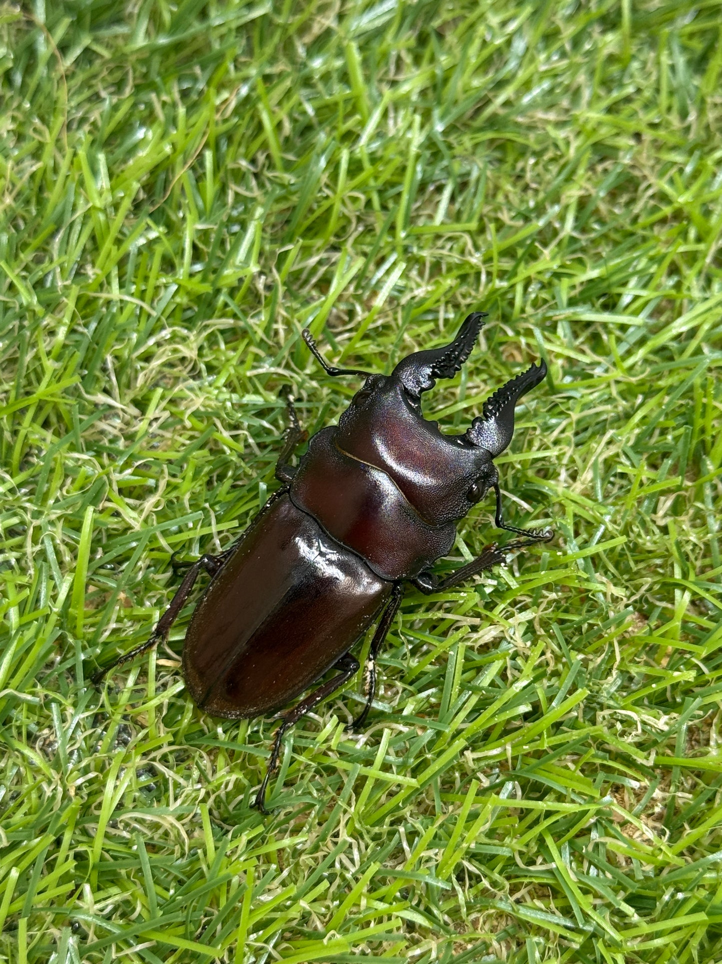 フォルケプスシカノコギリクワガタ　♂45mm成虫ペア