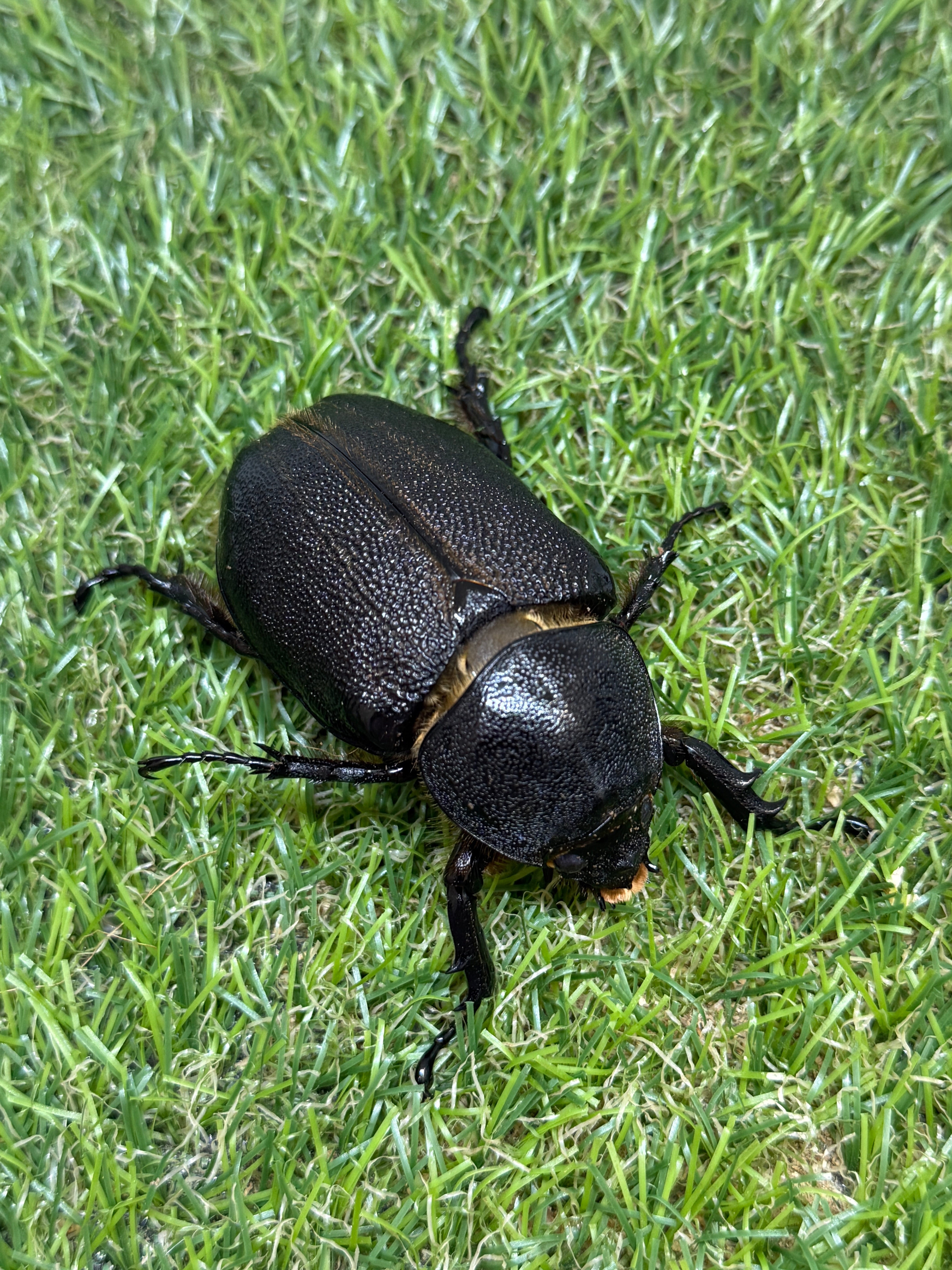 ネプチューンオオカブト ♂115mm成虫ペア – 昆虫ショップNexus
