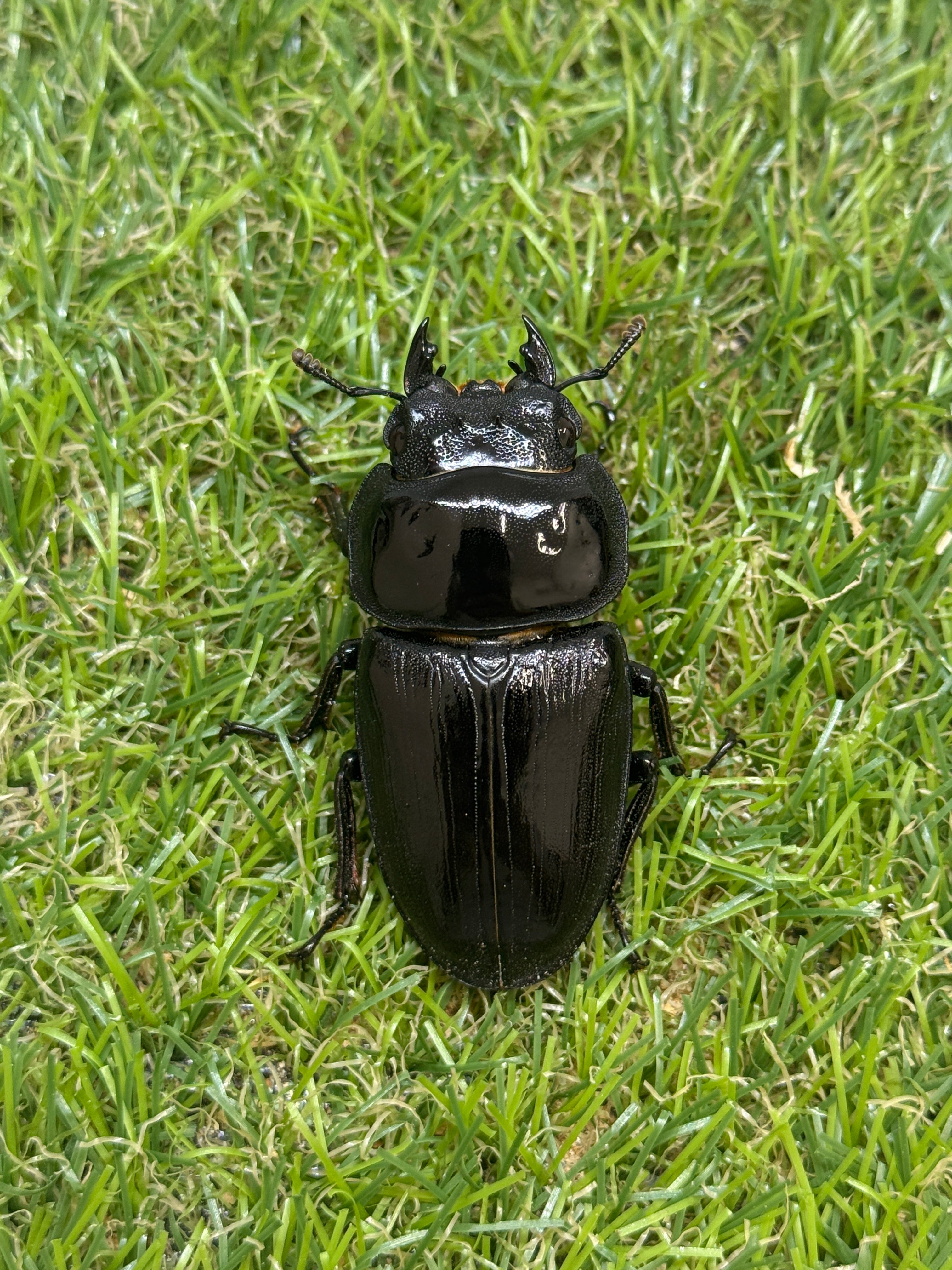 オオクワガタ 奈良輪川西 ♂84.1mm成虫ペア 2026年ブリード個体 – 昆虫
