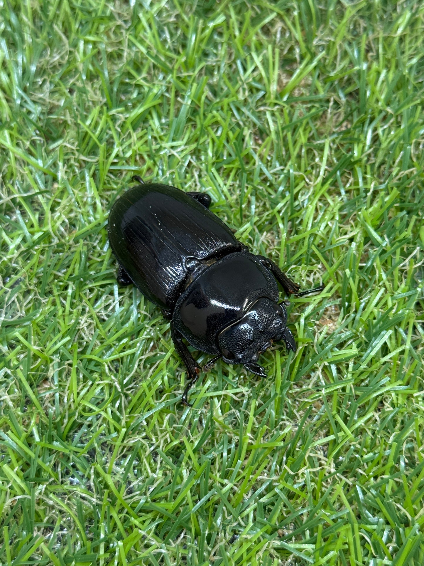 オオクワガタ　上阿古谷　♂73.3mm成虫ペア