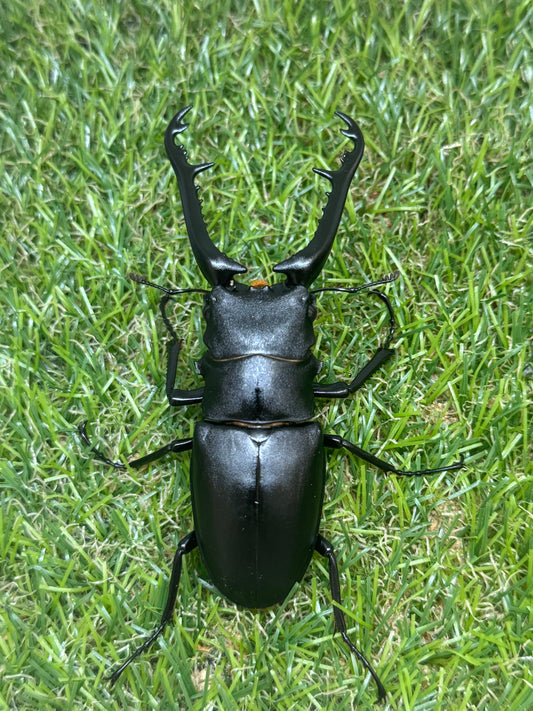 ギラファノコギリクワガタ ケイスケ ♂90mm成虫ペア
