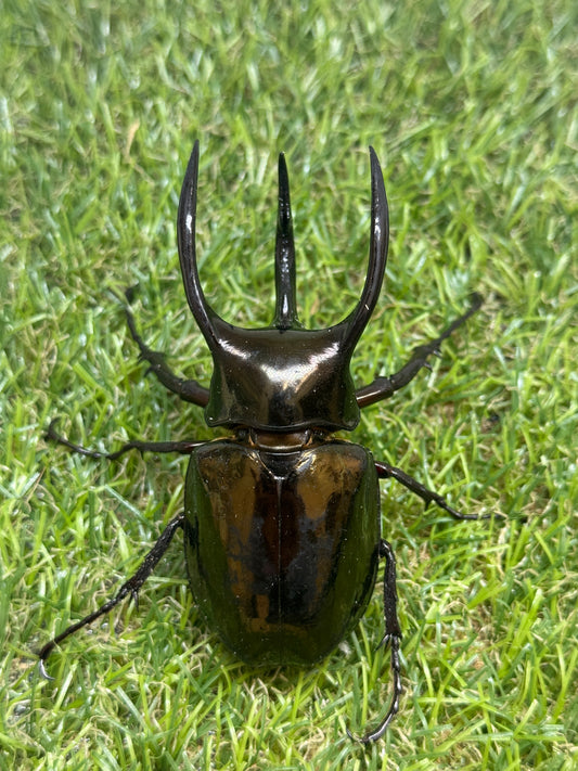 アトラスオオカブト(スマトラ島リアウ)　♂80.6mmペア