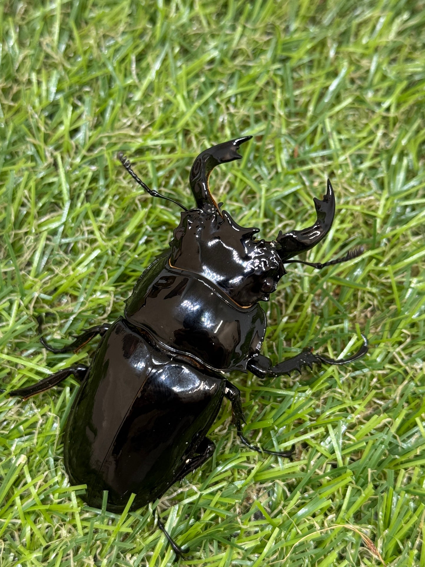 タランドゥスオオツヤクワガタ　♂65mm成虫ペア