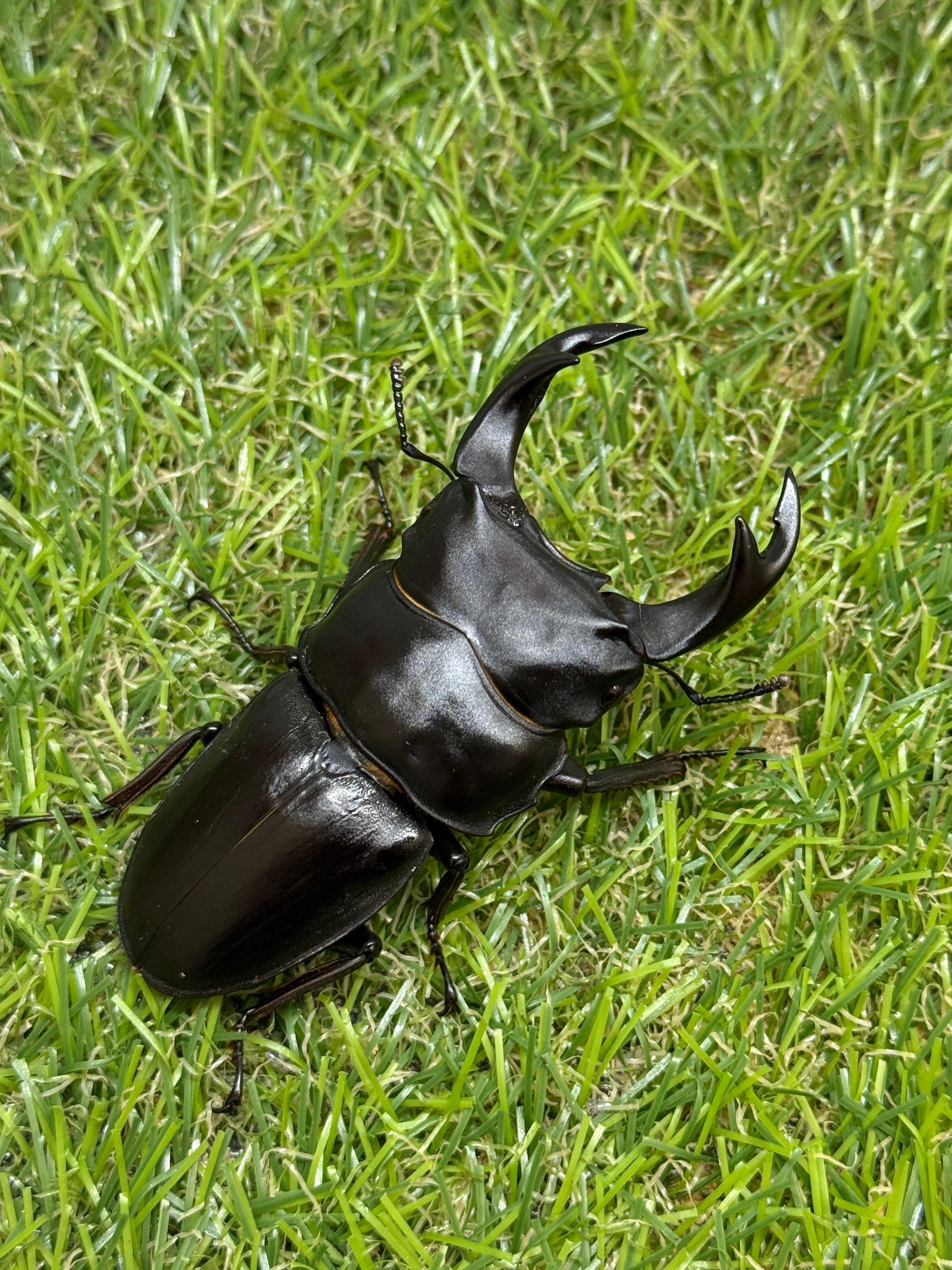 オオクワガタ 奈良輪川西ちなみ血統 ♂71mm成虫ペア – 昆虫ショップNexus
