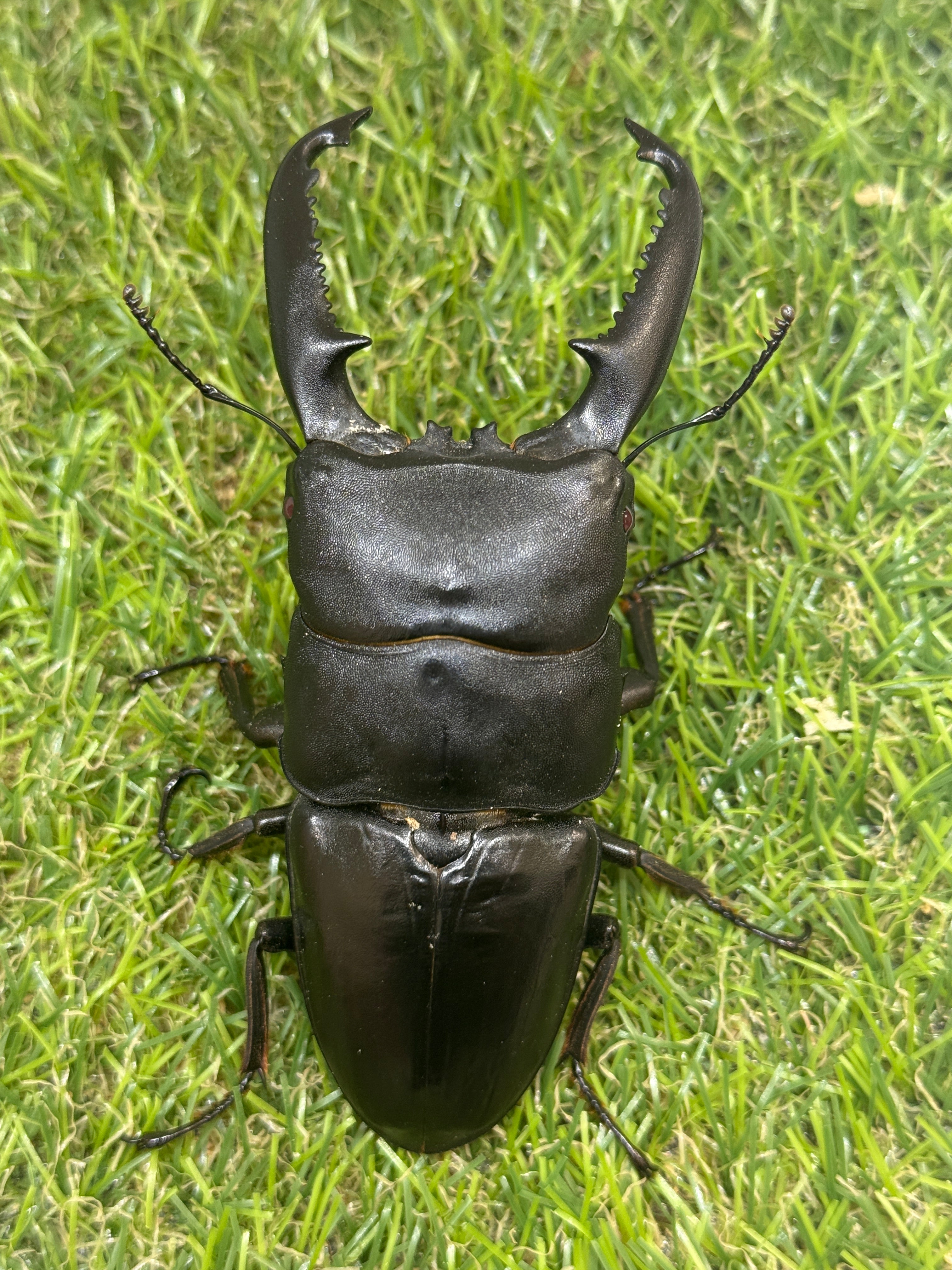 パラワンオオヒラタクワガタ(ピンクアイ血統)♂101.6mm 成虫ペア