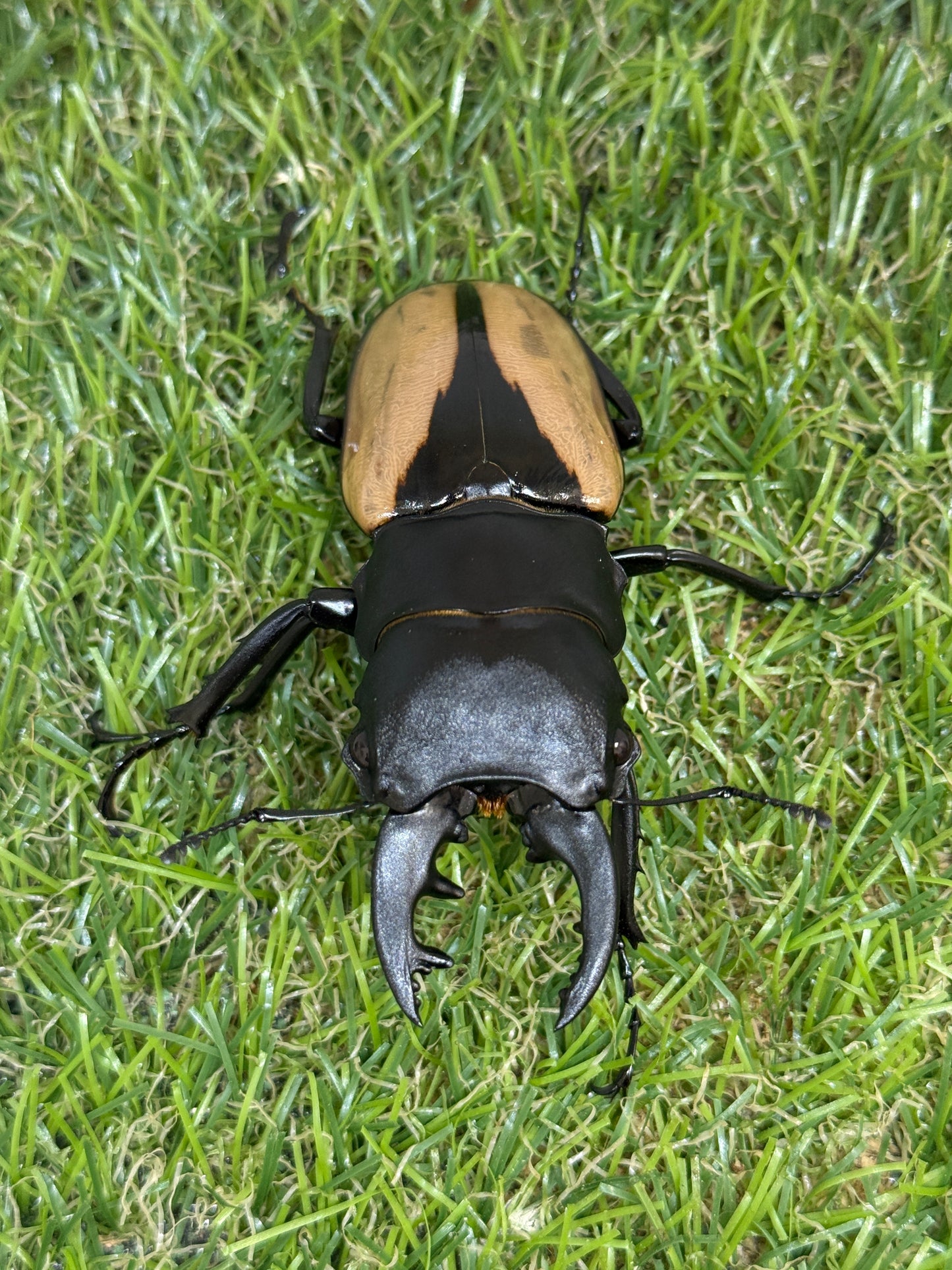 ブルマイスターツヤクワガタ　♂73.8mm成虫ペア