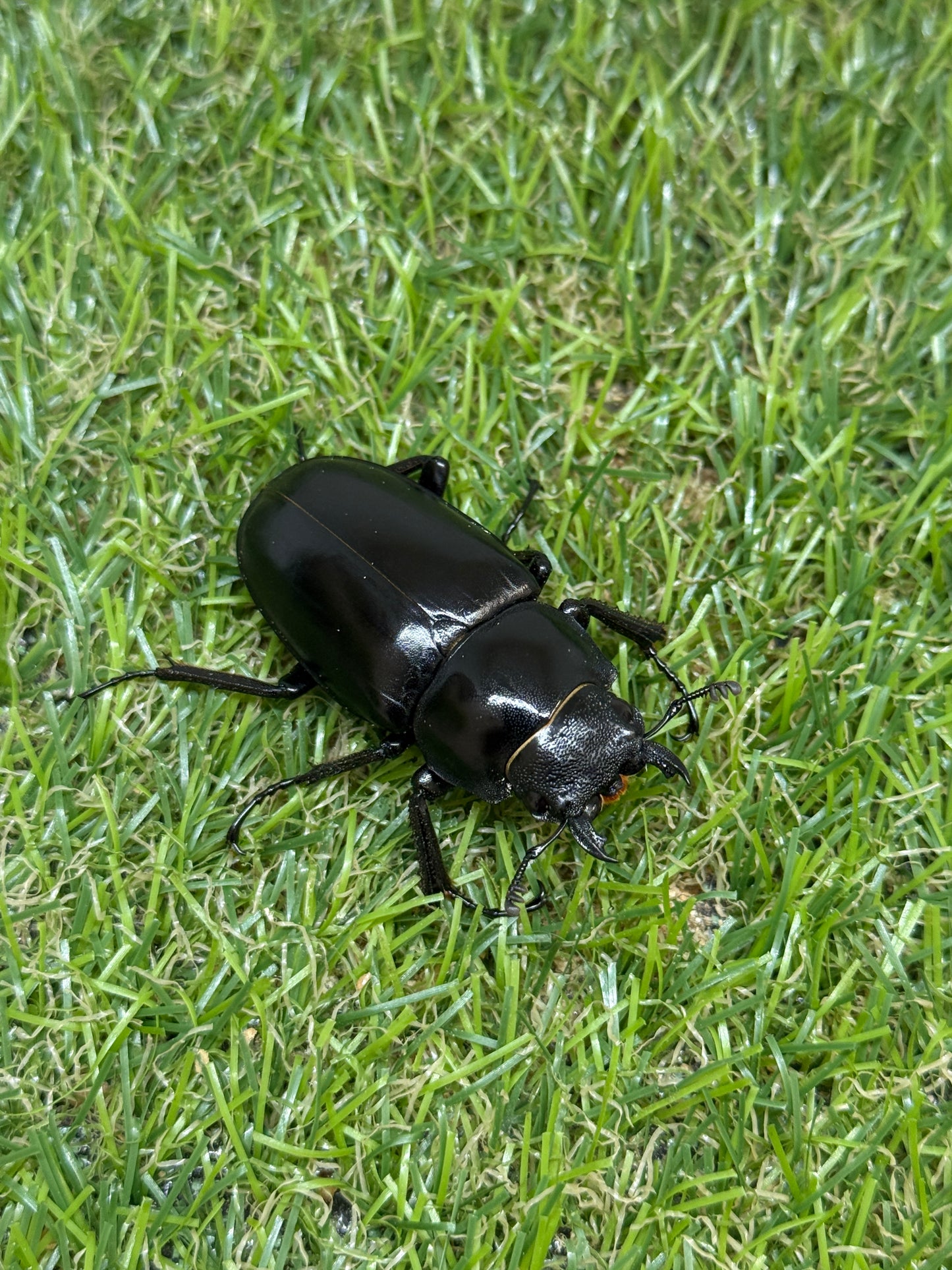 ギラファノコギリクワガタ　ケイスケ　♂100.7mm成虫ペア