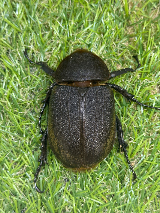 DH・ヘラクレス　♀59mm単品