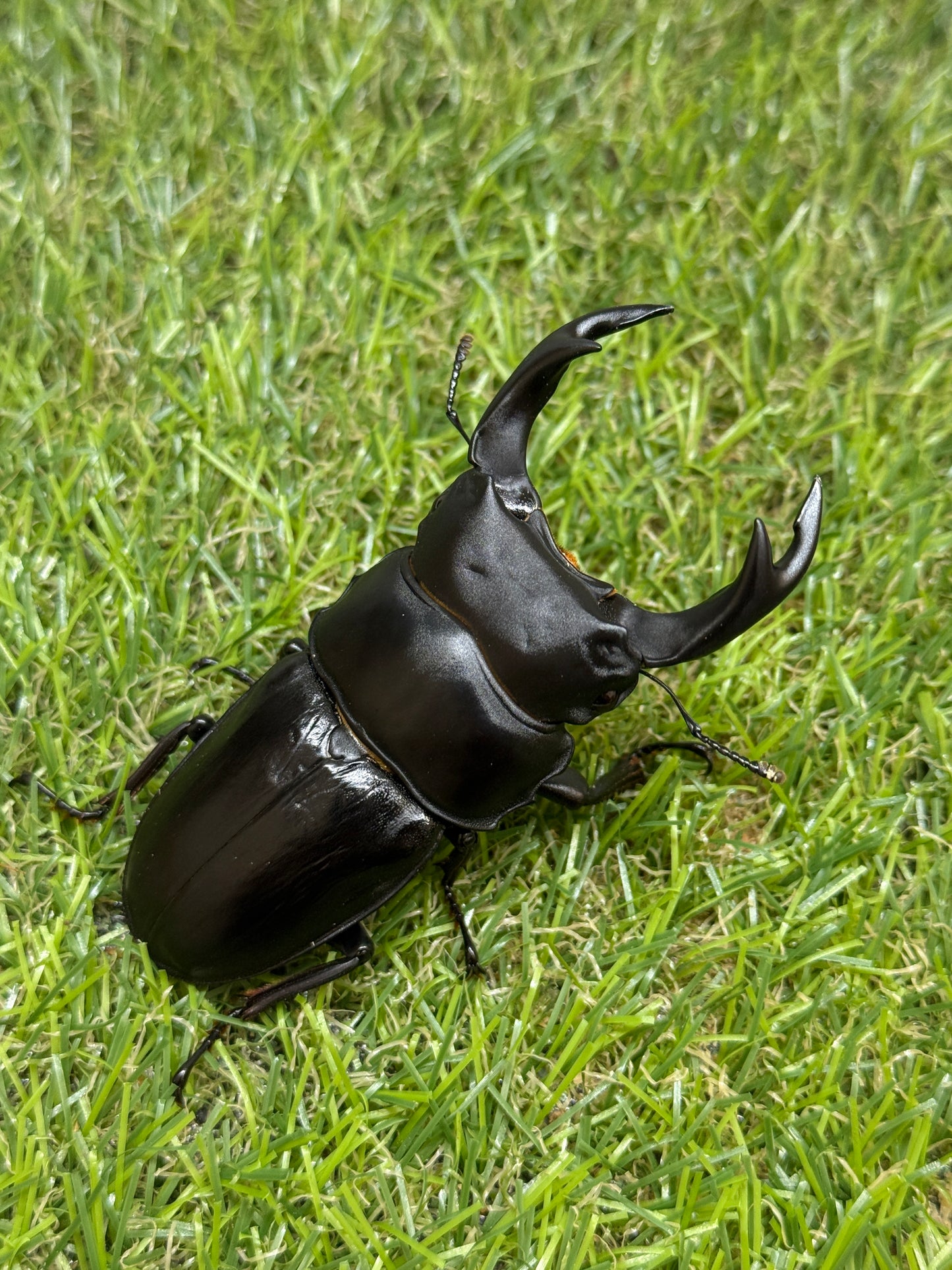 オオクワガタ　奈良輪川西　♂79.1mm成虫ペア