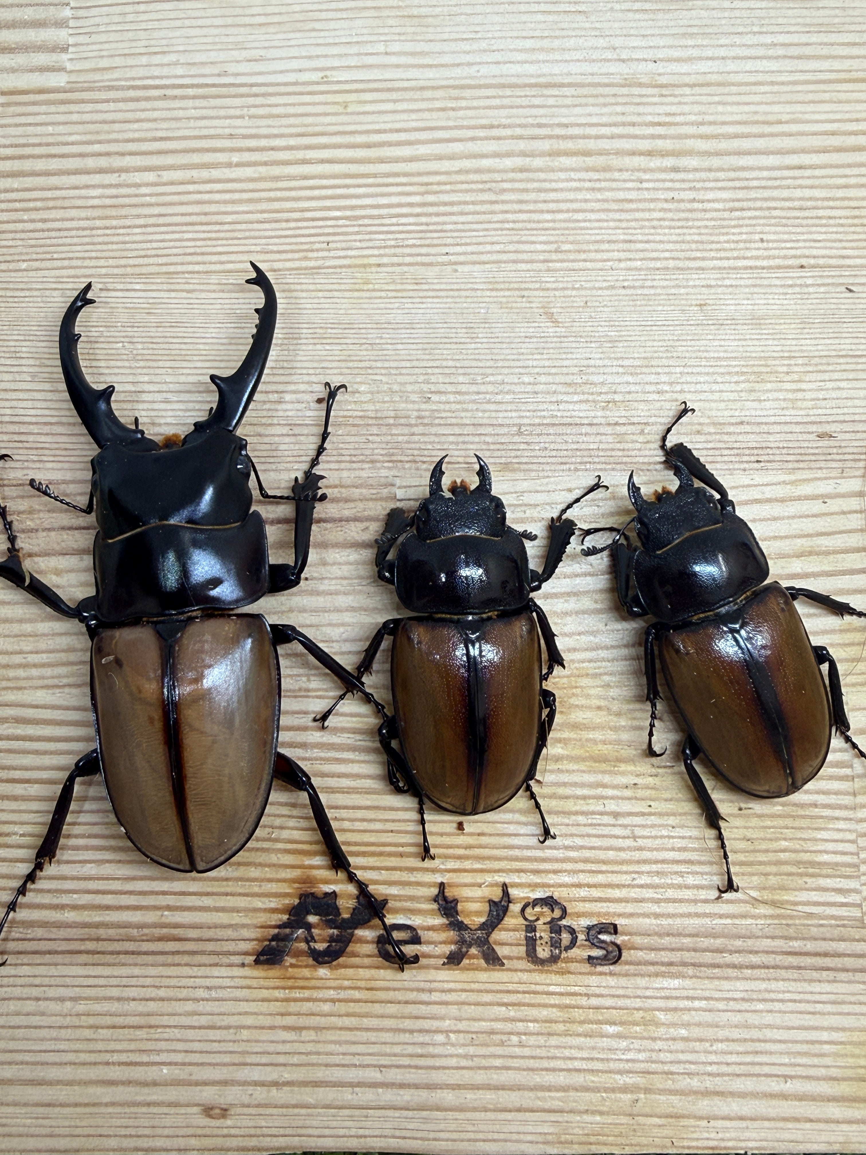 ラフェルトノコギリクワガタ ♭75mm 成虫トリオ｜バヌアツ・タンナ島産