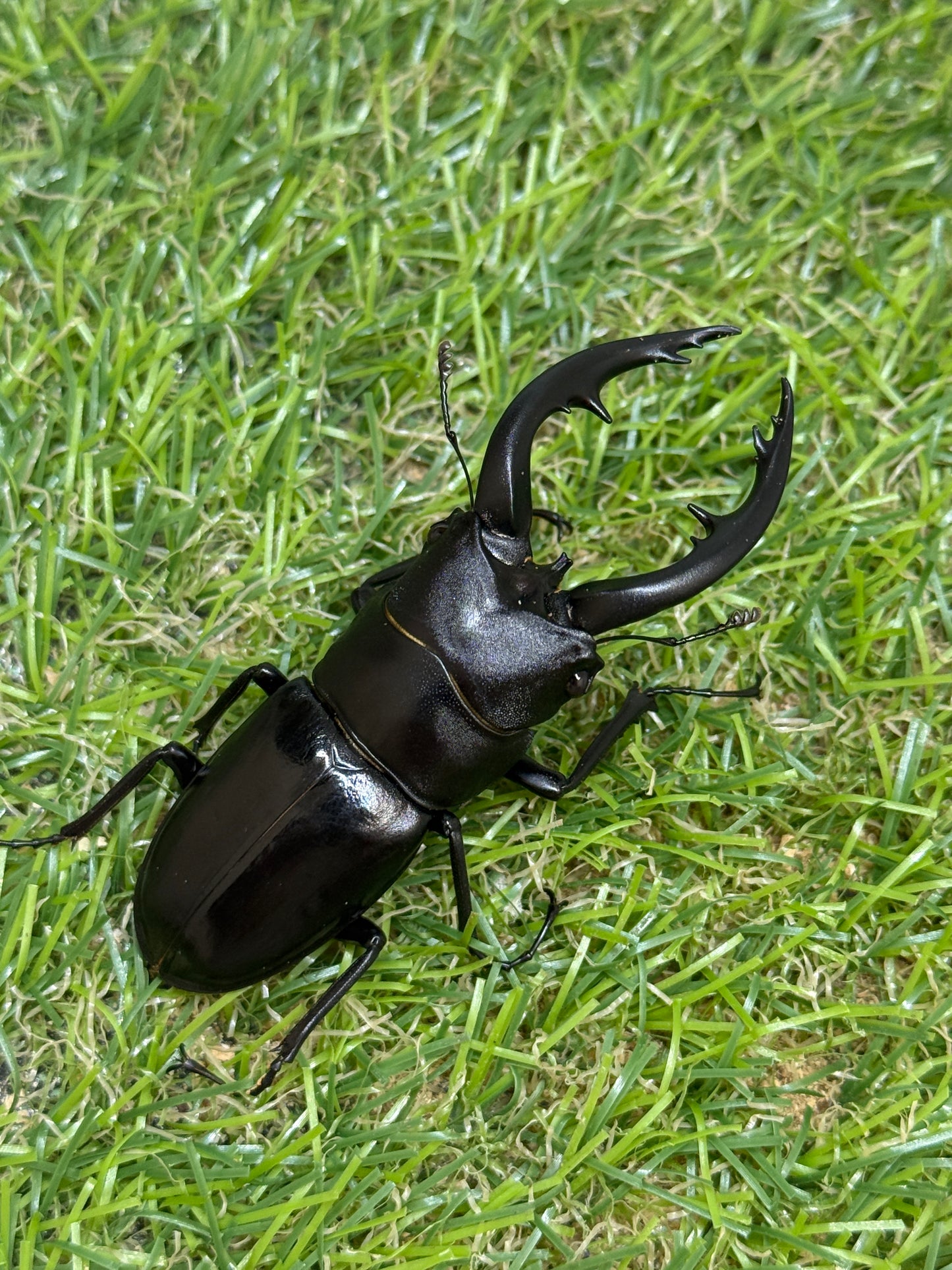 アマミノコギリクワガタ ♂66mm成虫ペア