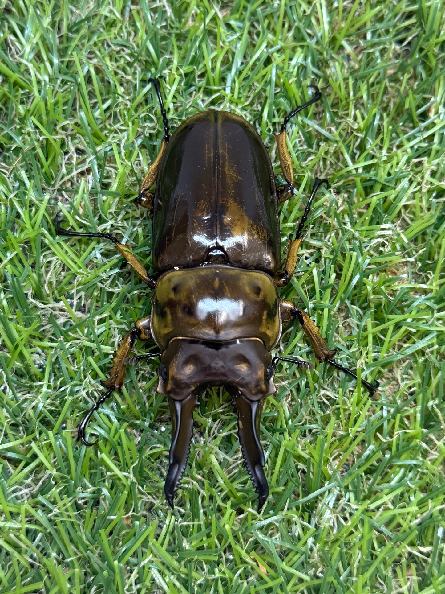 ババオウゴンオニクワガタ　♂69mm成虫ペア