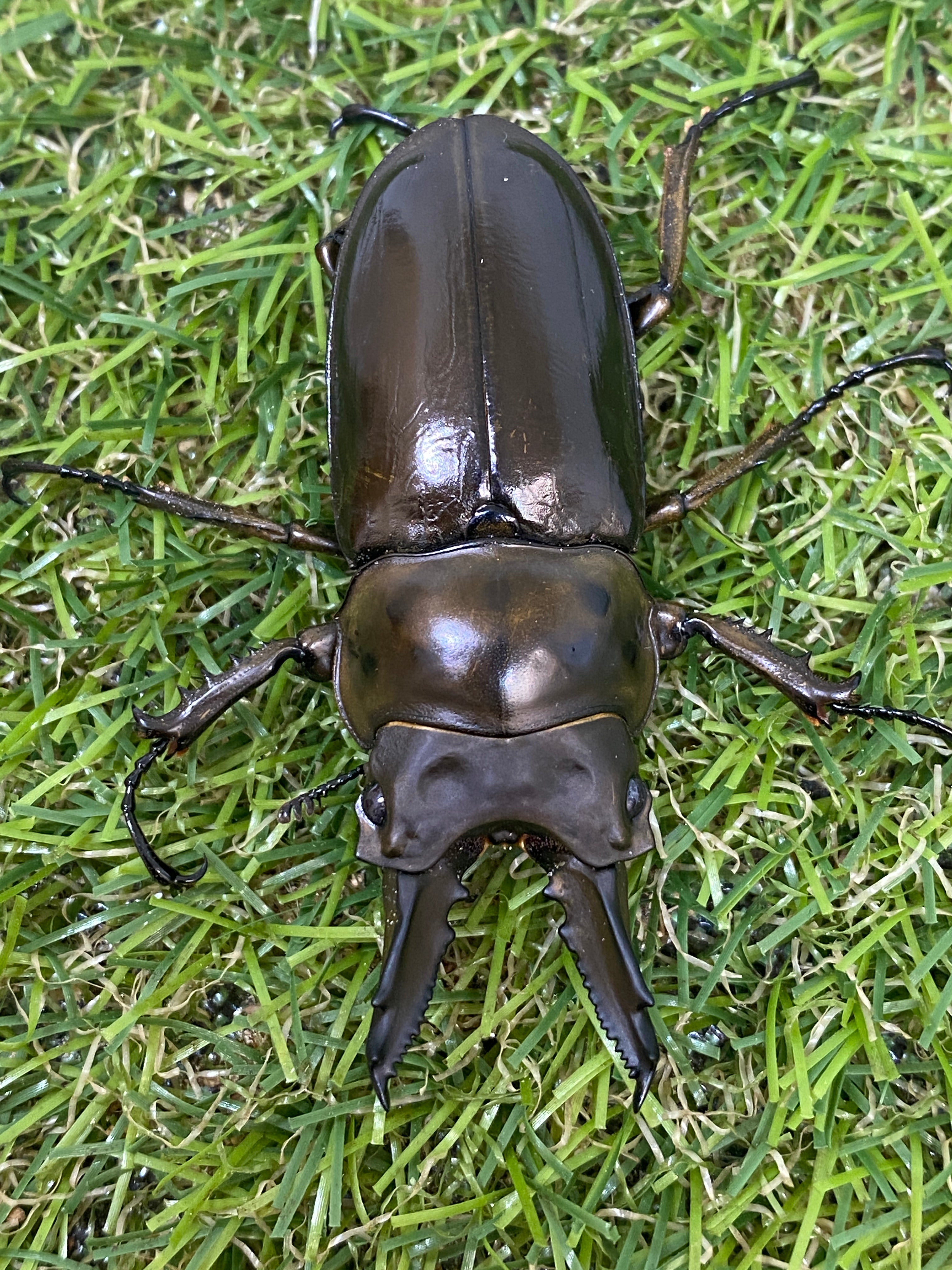 ババオウゴンオニクワガタ ♂60mm 成虫ペア – 昆虫ショップNexus