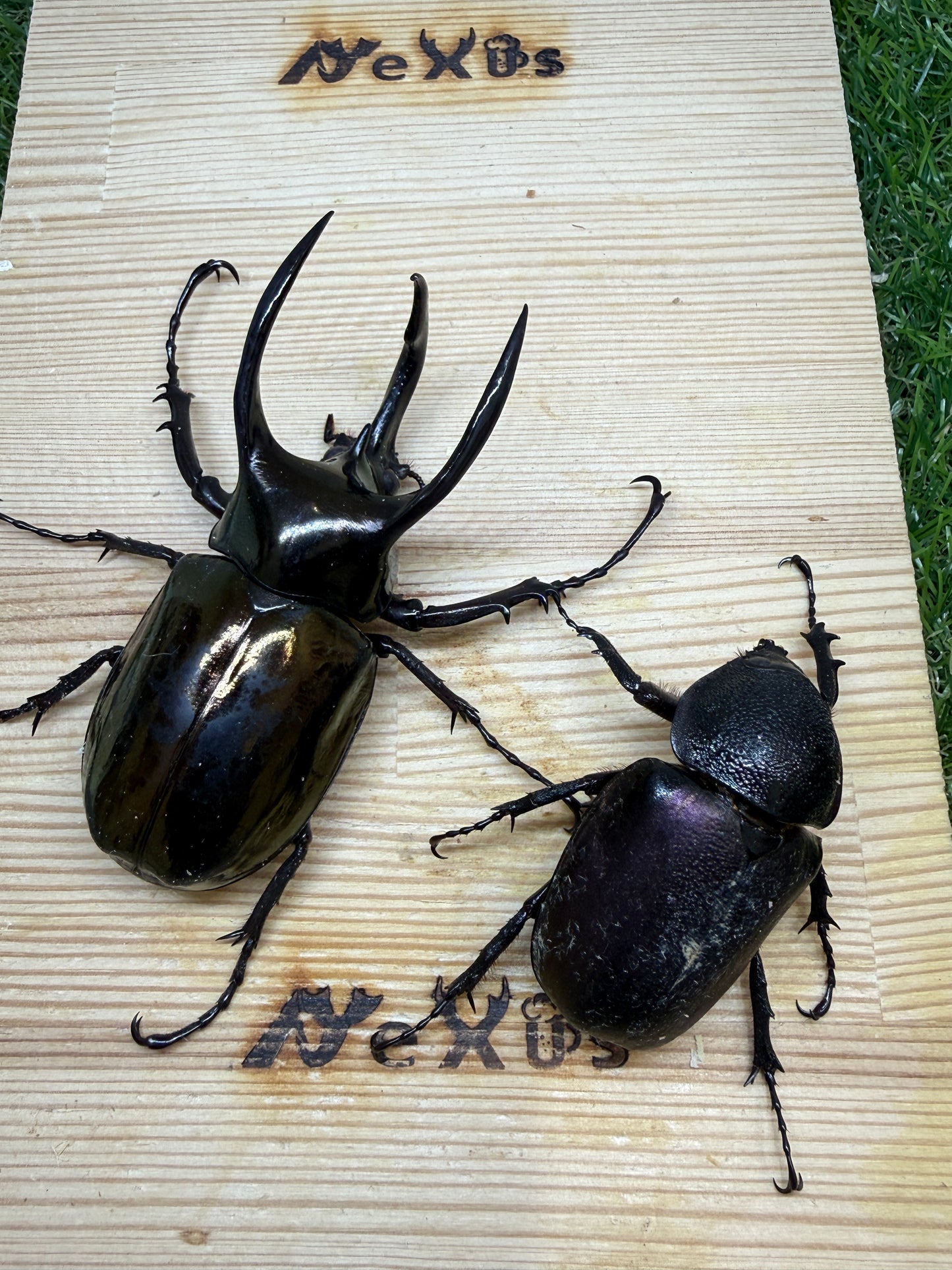 アトラスオオカブト(スマトラ島リアウ)　♂80.6mmペア
