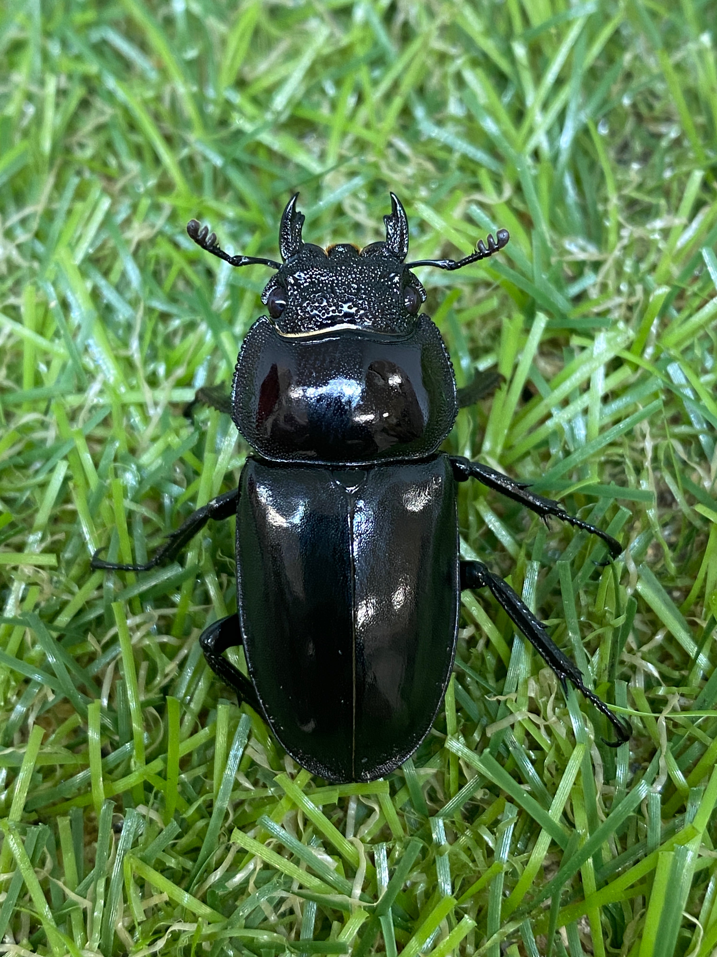 カワノイシカクワガタ ♂49mm 成虫ペア – 昆虫ショップNexus