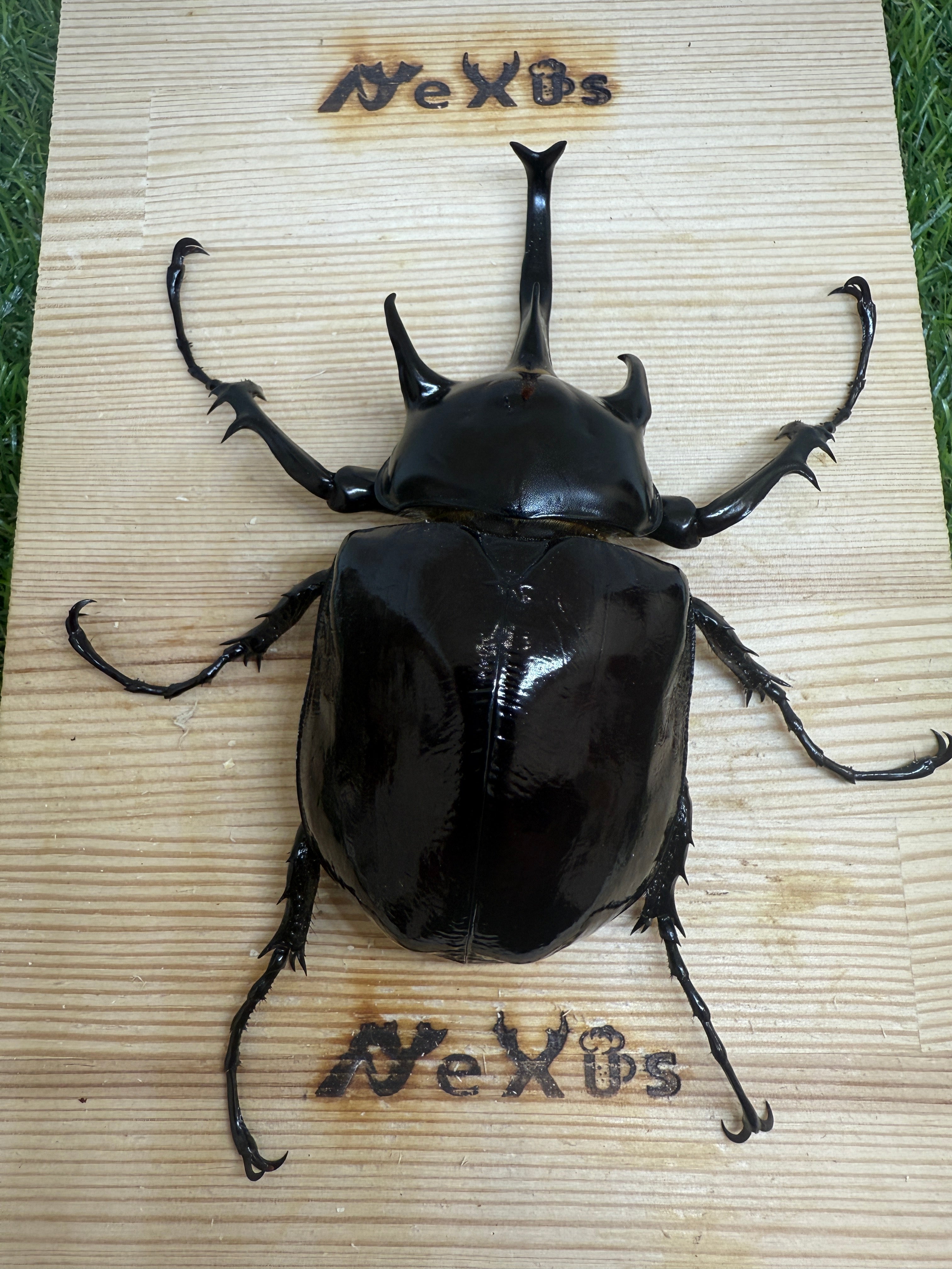 01112 カタゾウムシ 10種セットB 01112 カタゾウムシ 10種セットB