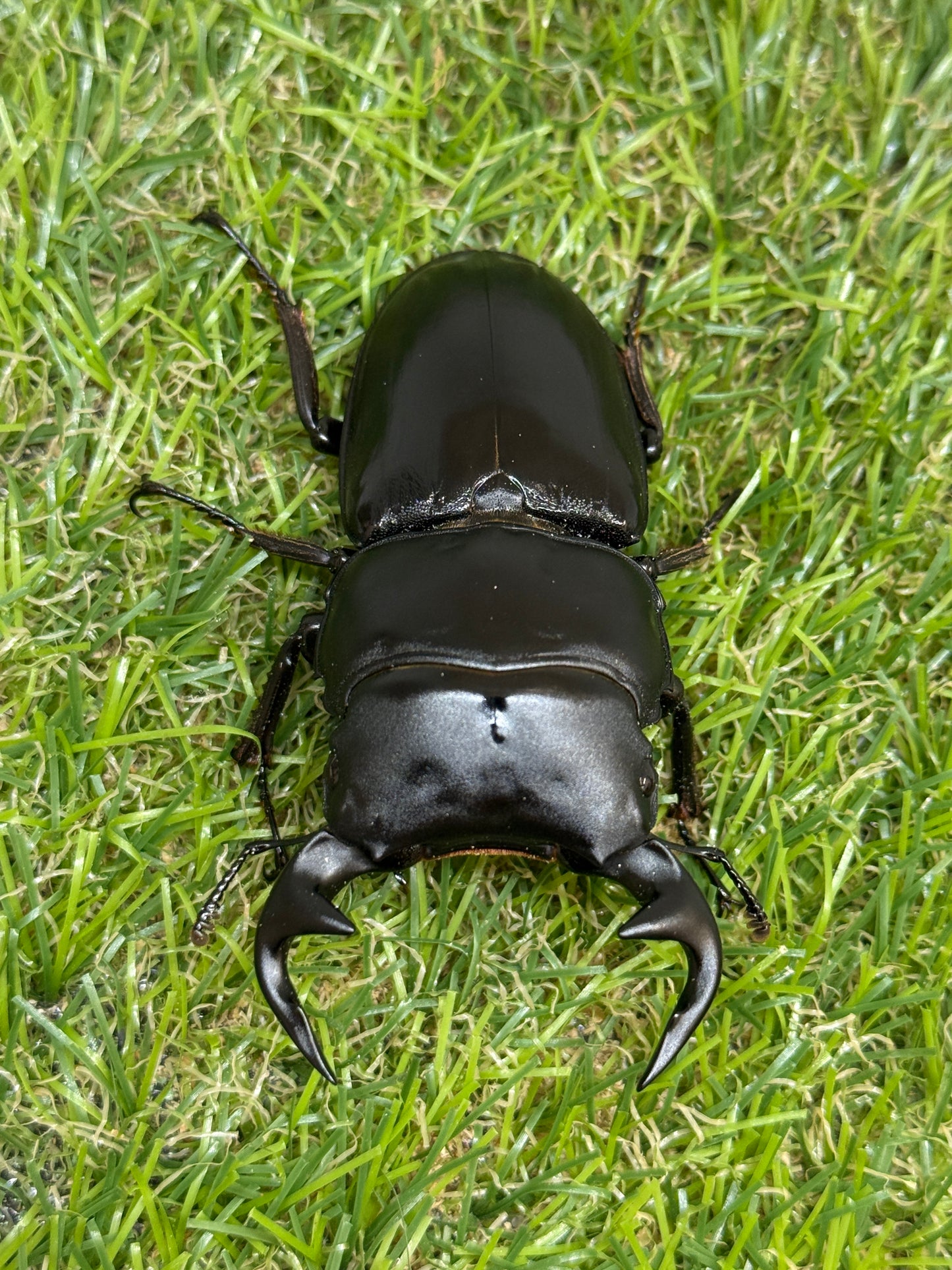 グランディスオオクワガタ　♂74.5mm成虫ペア