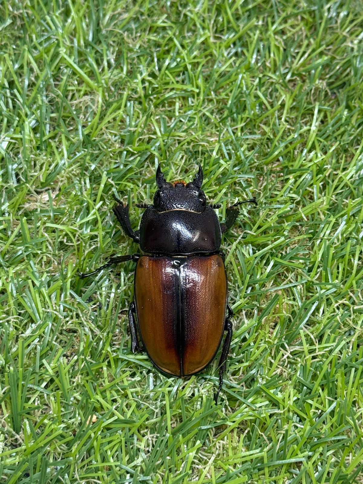 ラフェルトノコギリクワガタ　♂67mm成虫ペア