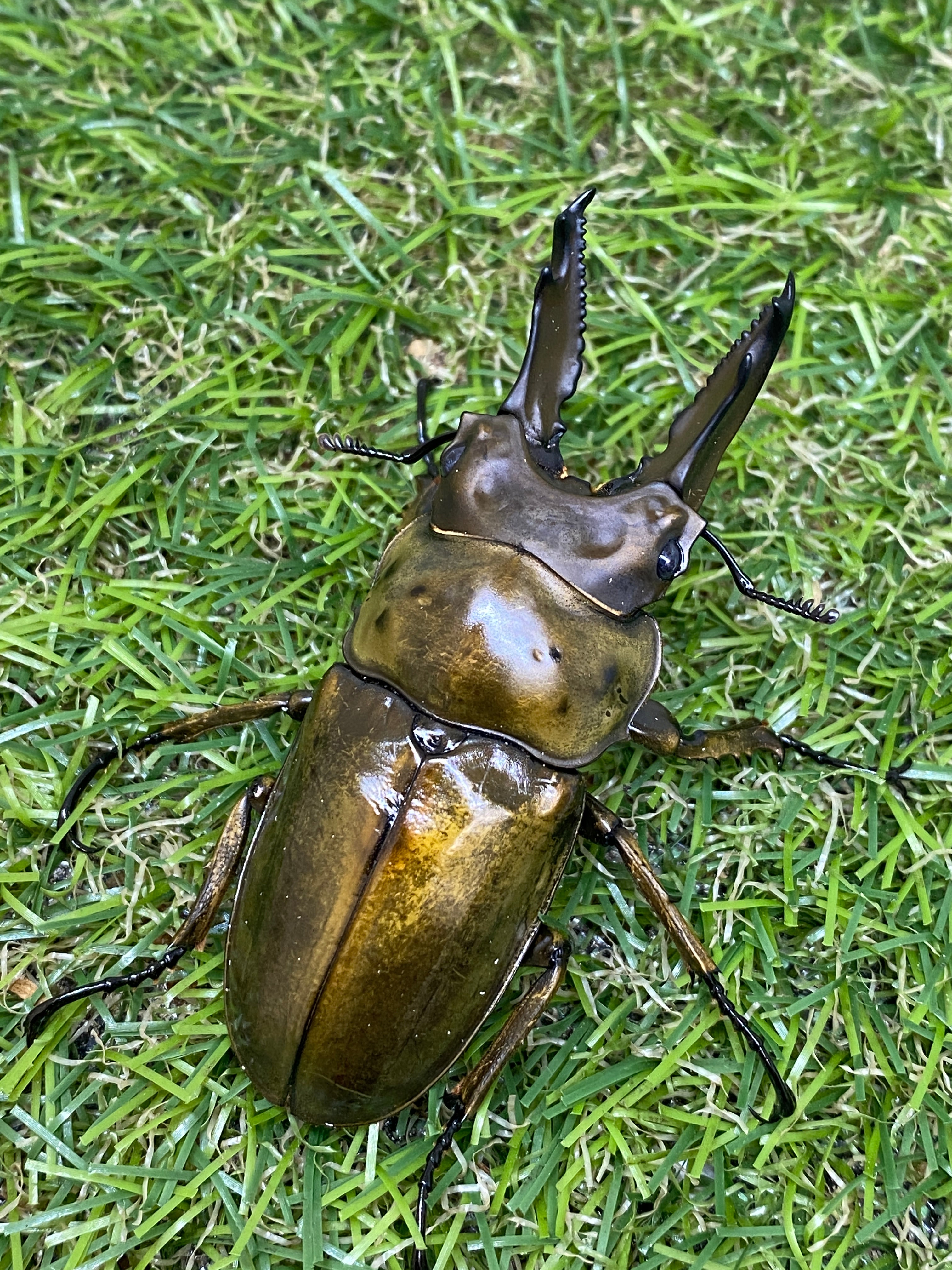 タイ産 オウゴンオニクワガタ ♂67.5mm成虫ペア – 昆虫ショップNexus