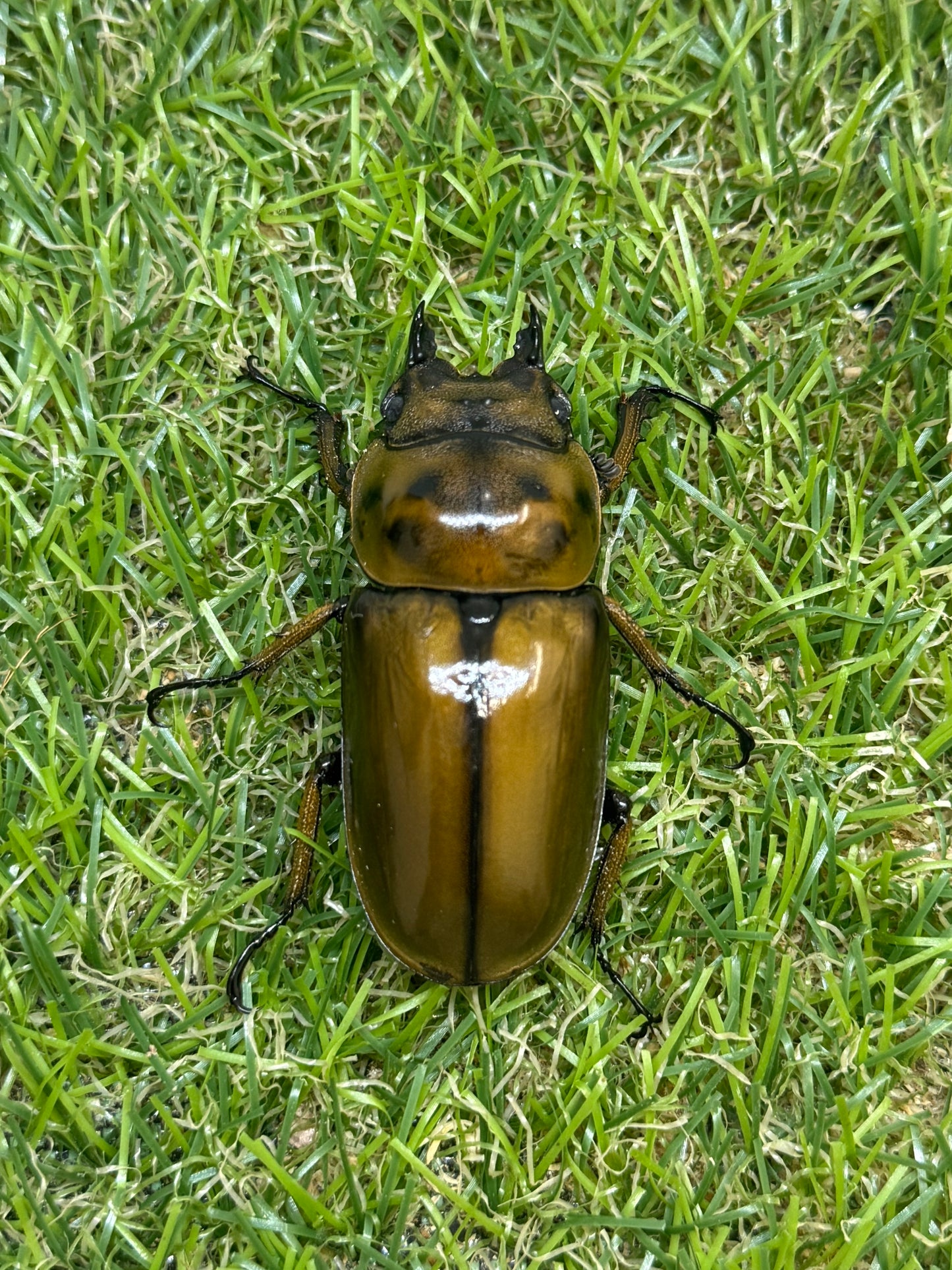 ババオウゴンオニクワガタ　♂77.1mm成虫ペア