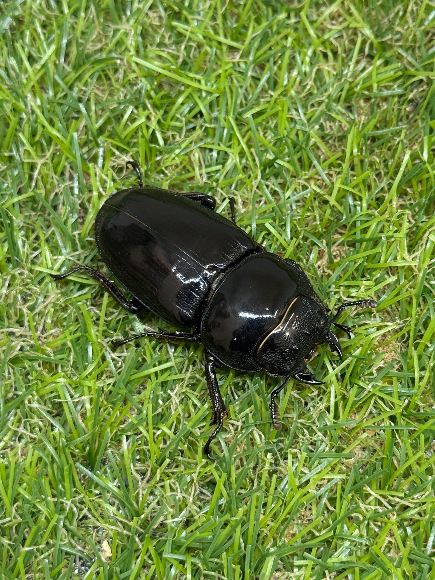 グランディスオオクワガタ　♂59.6mm成虫ペア