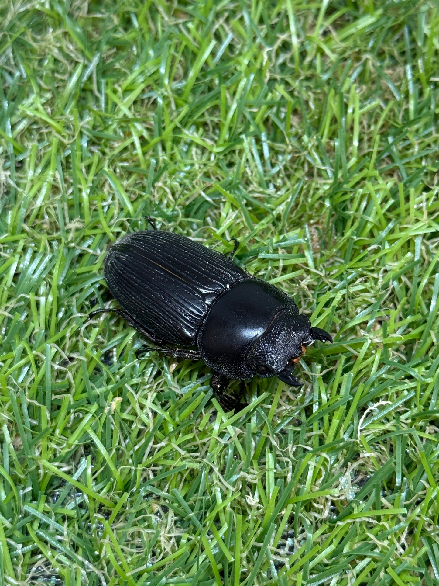 ダエダリオンヒラタクワガタ　♂67.8mm成虫ペア