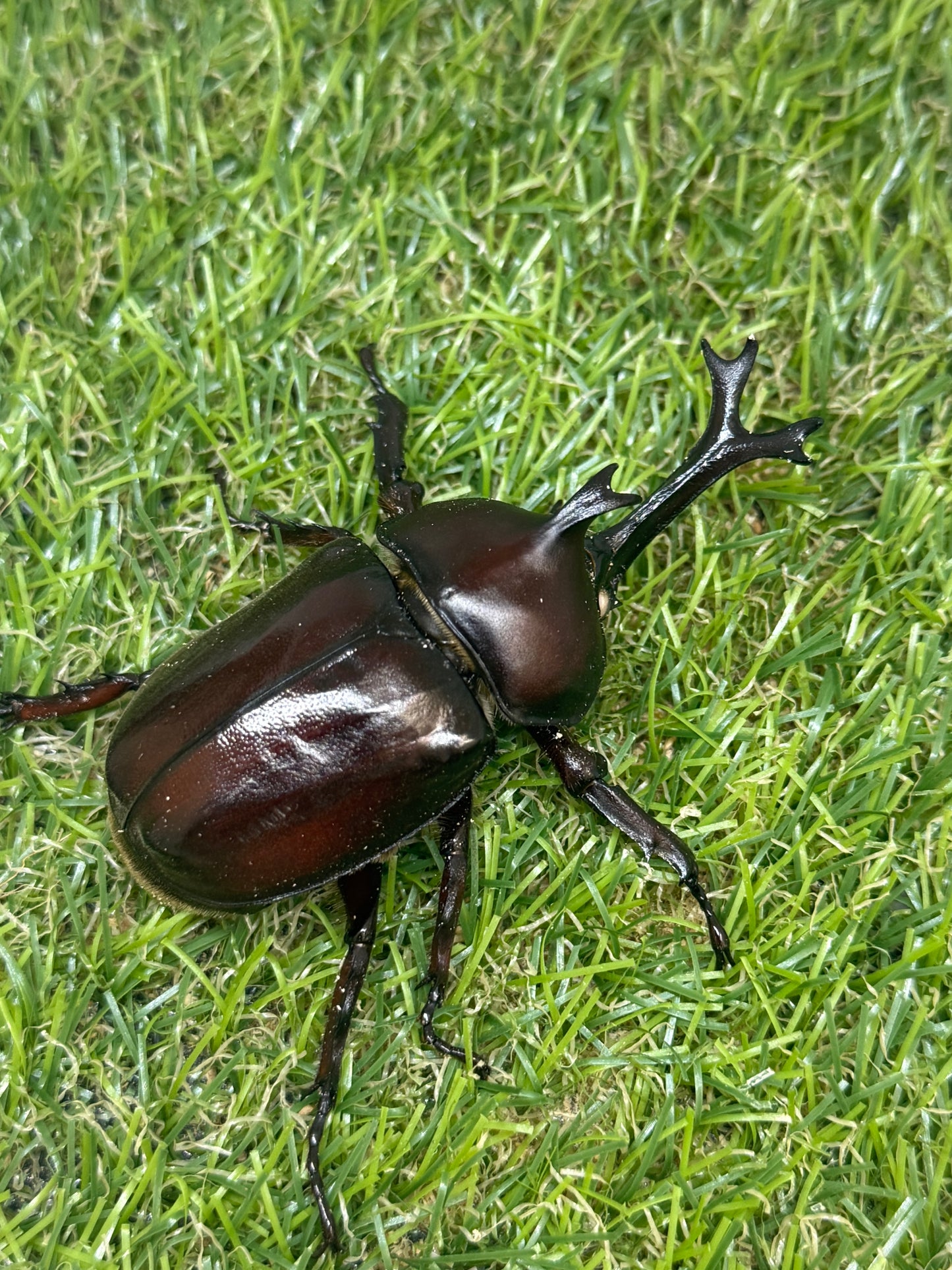 カブトムシ(ホワイトアイ血統)　♂サイズfree単品