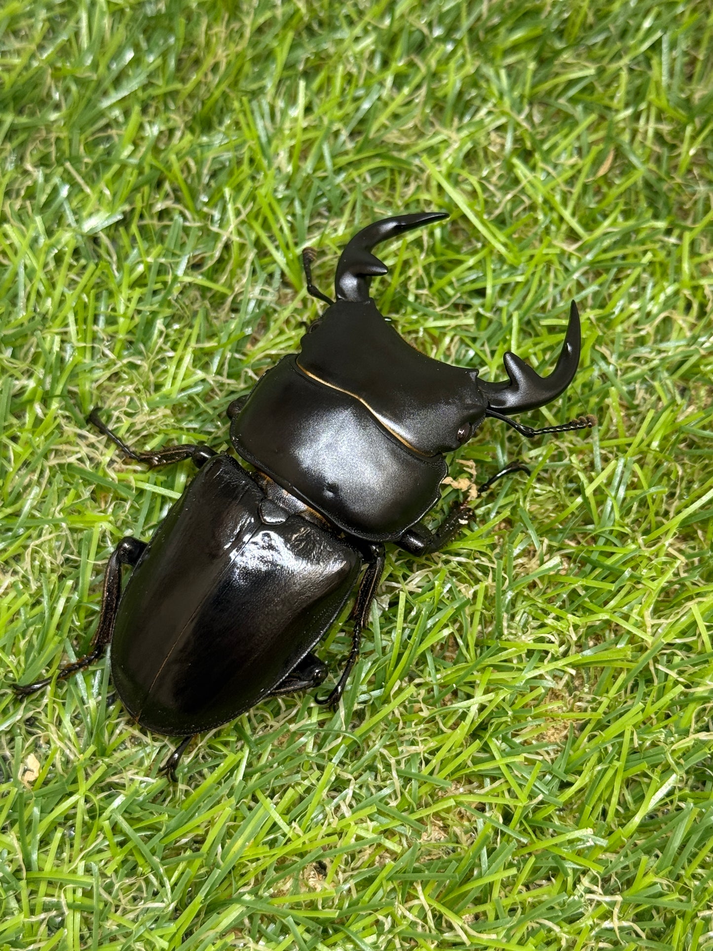 グランディスオオクワガタ　♂66.5mm成虫ペア