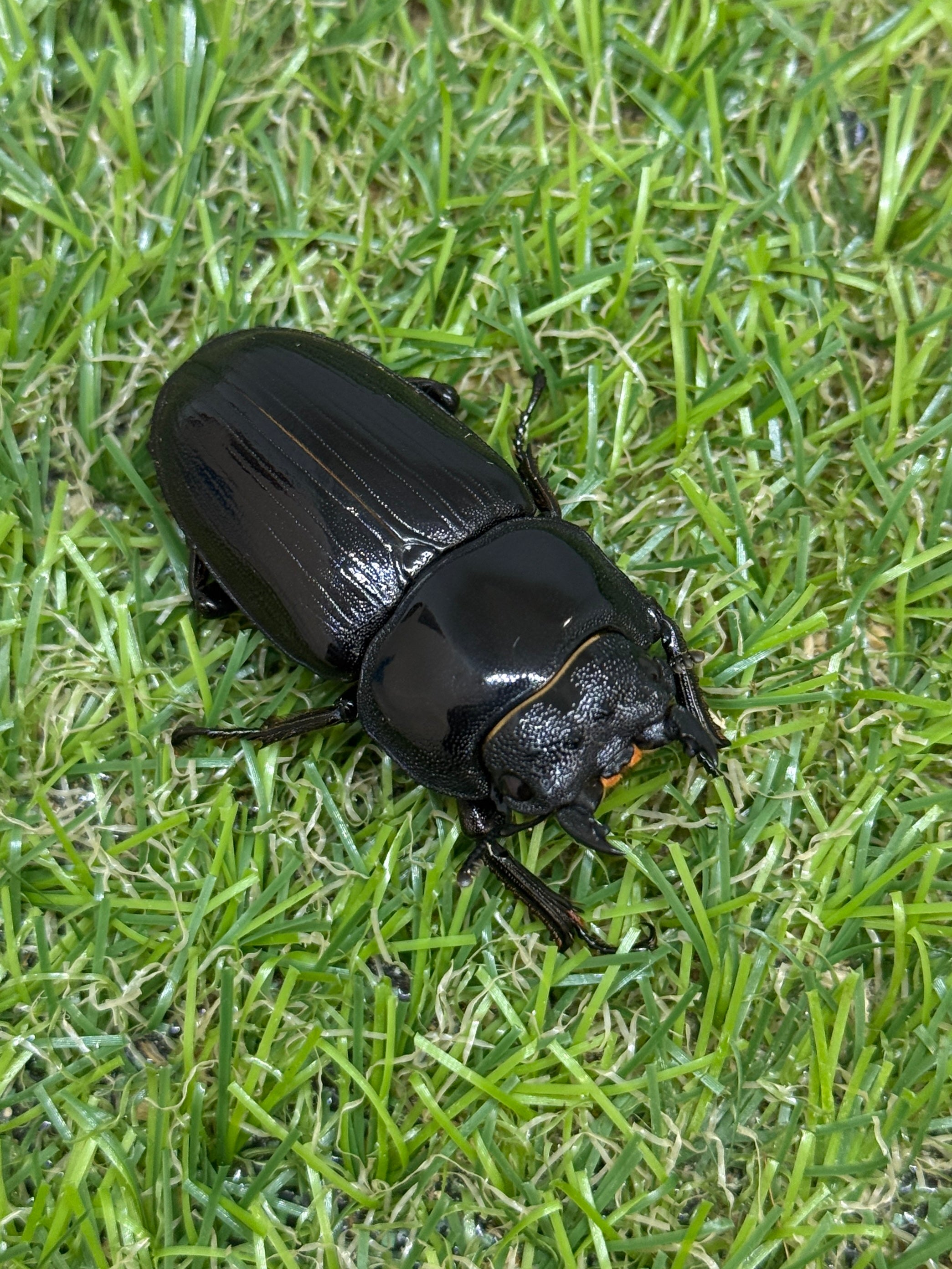 オオクワガタ(青森県産) ♂70mm成虫ペア – 昆虫ショップNexus