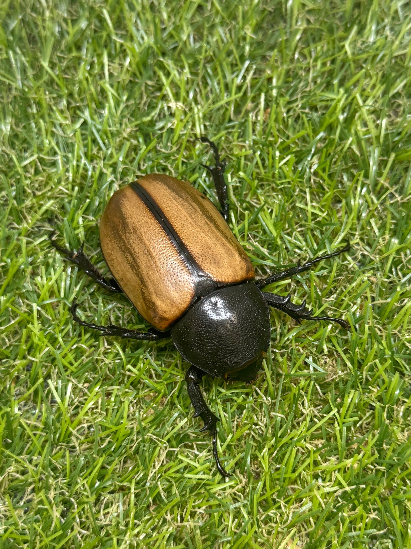 ゴホンヅノカブトWD　♂79.5mm成虫ペア