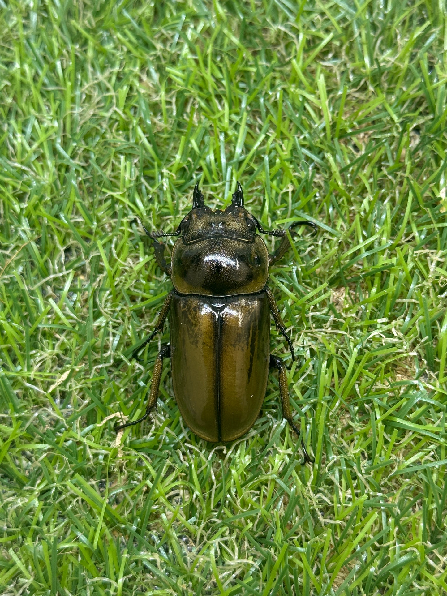 ババオウゴンオニクワガタ　♂46.5mm成虫ペア