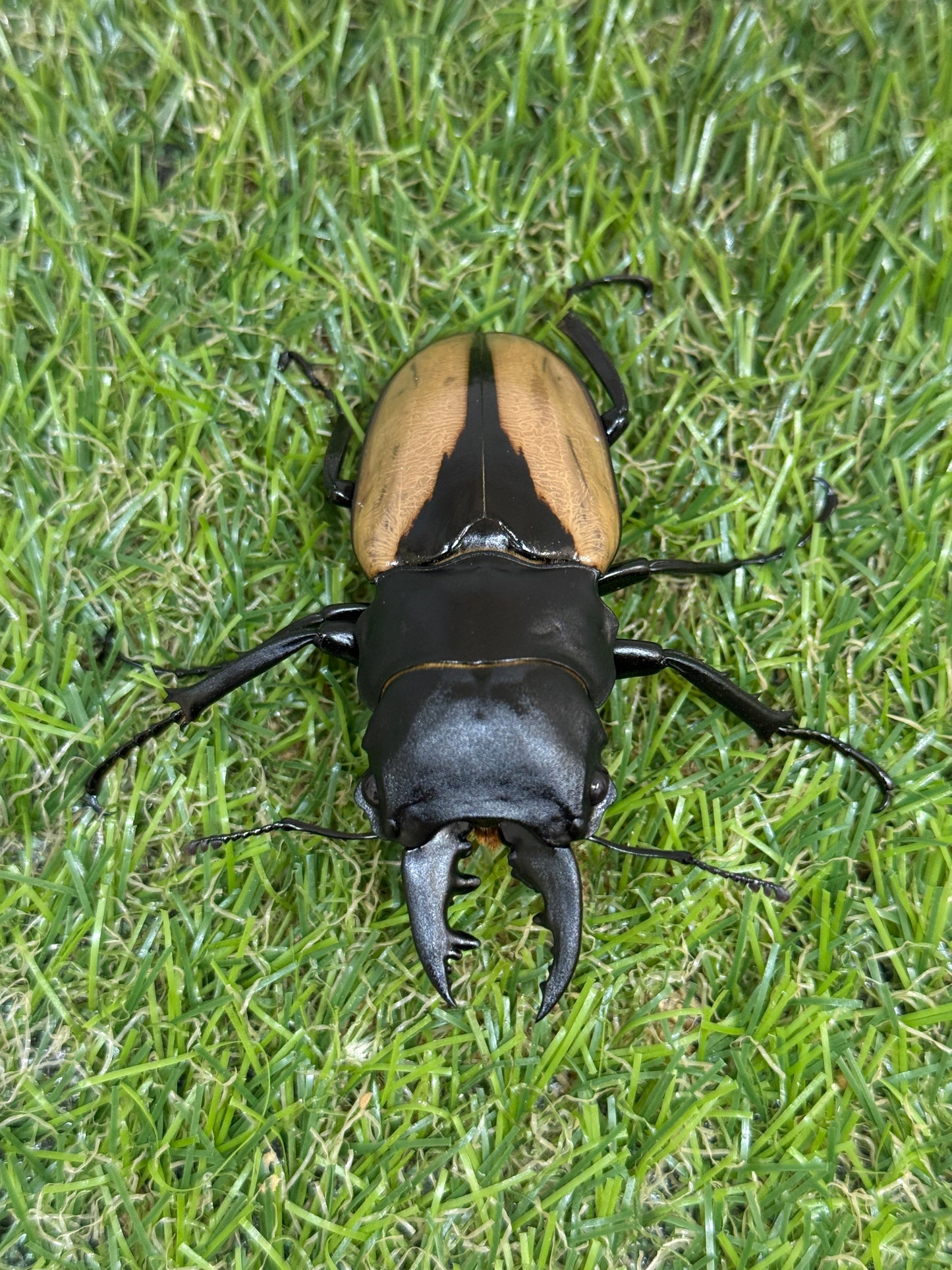 ブルマイスターツヤクワガタ　♂69.5mm単品