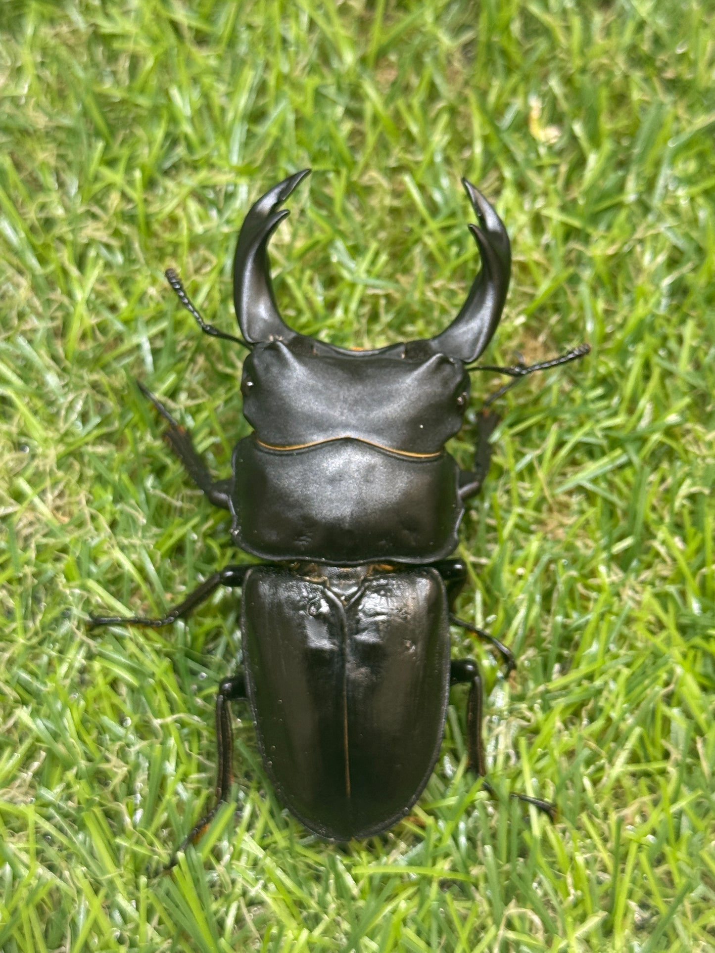 オオクワガタ　奈良輪川西　♂70mm成虫ペア
