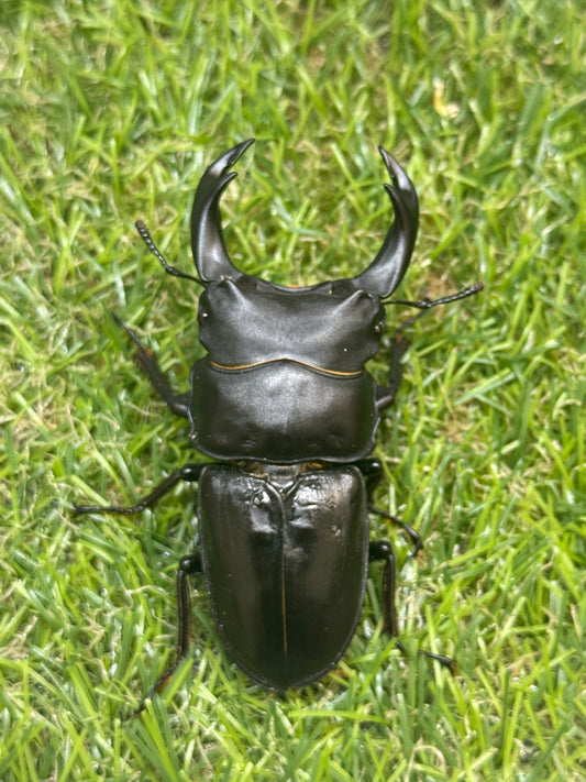 オオクワガタ　奈良輪川西　♂70mm成虫ペア