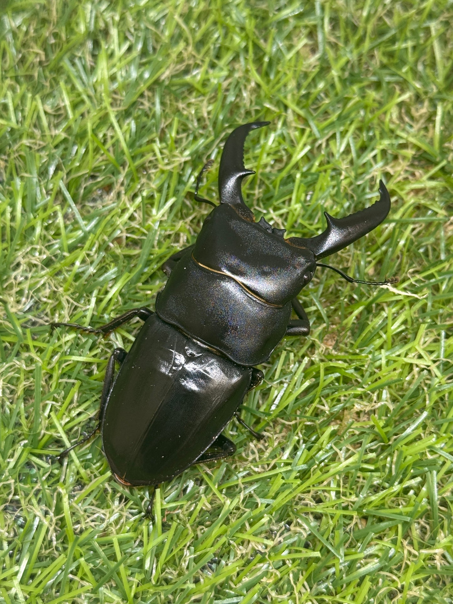 オキノエラブヒラタクワガタ　♂64.5mm単品