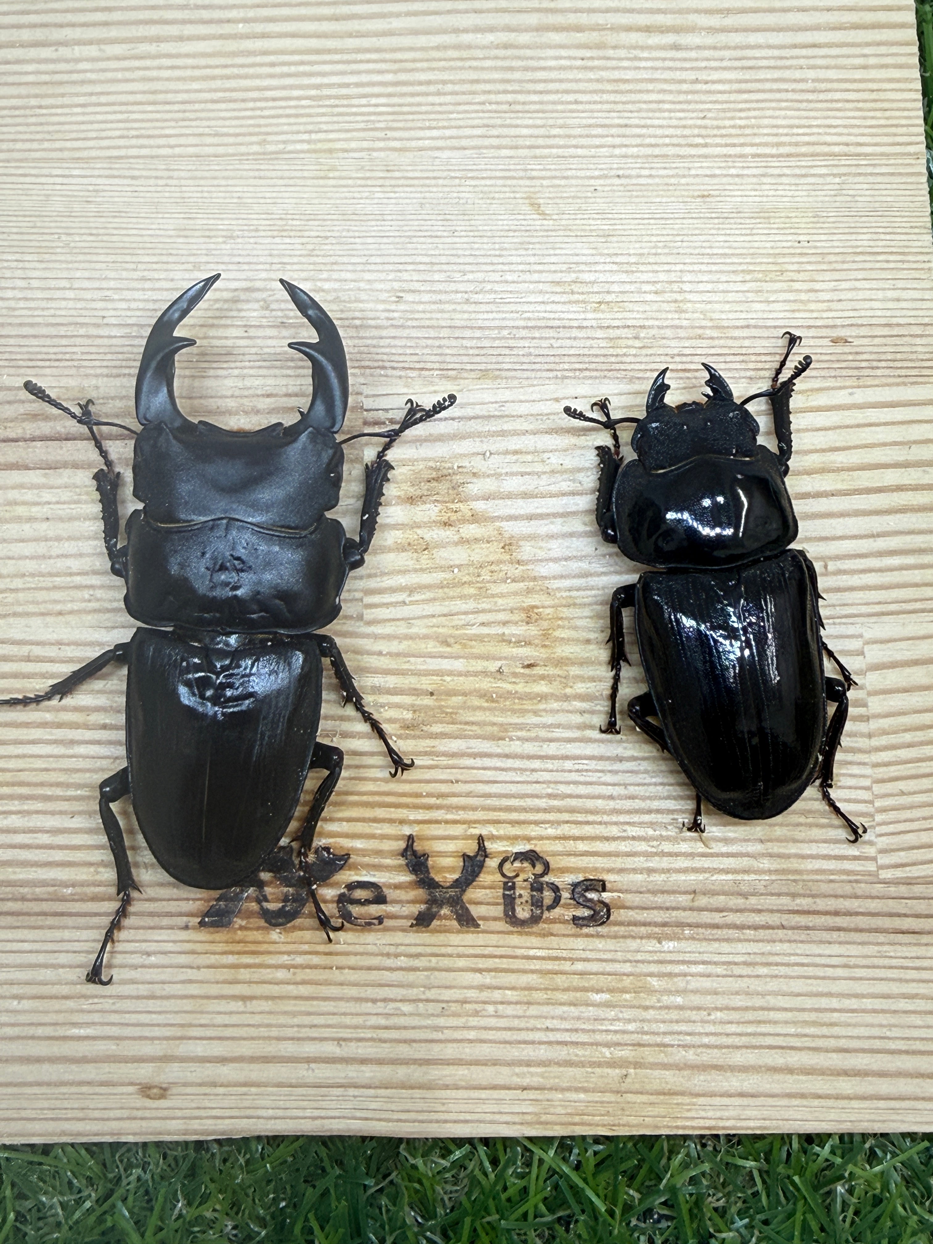 おるなーたMHHC　オオクワガタ　F0 材割成虫59㎜　美形コン2位個体 おるなーたMHHC様専用 オオクワガタ F0 材割成虫59㎜ 美形コン2位個体